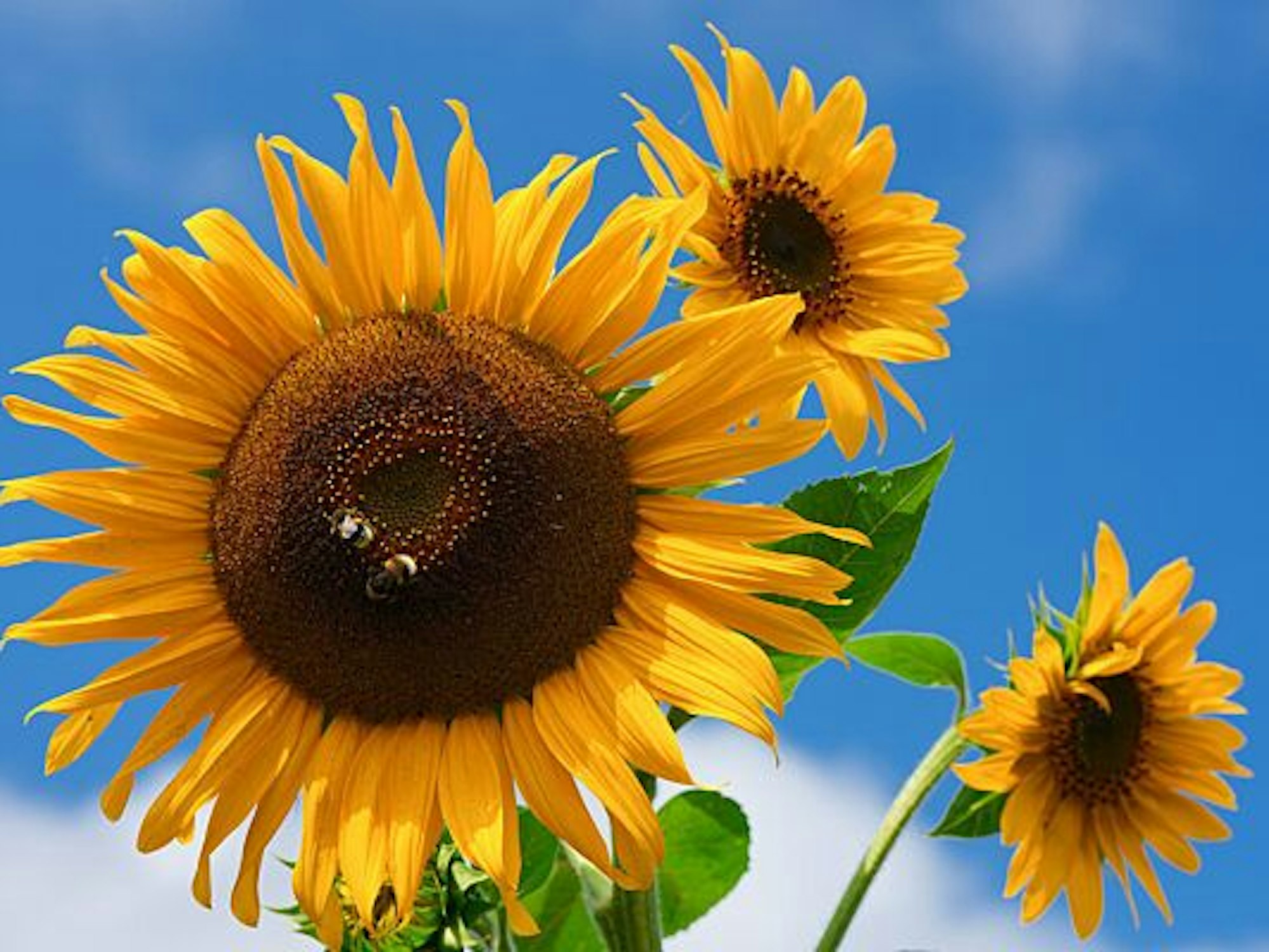 Zwei Hummeln sitzen auf einer Sonnenblume