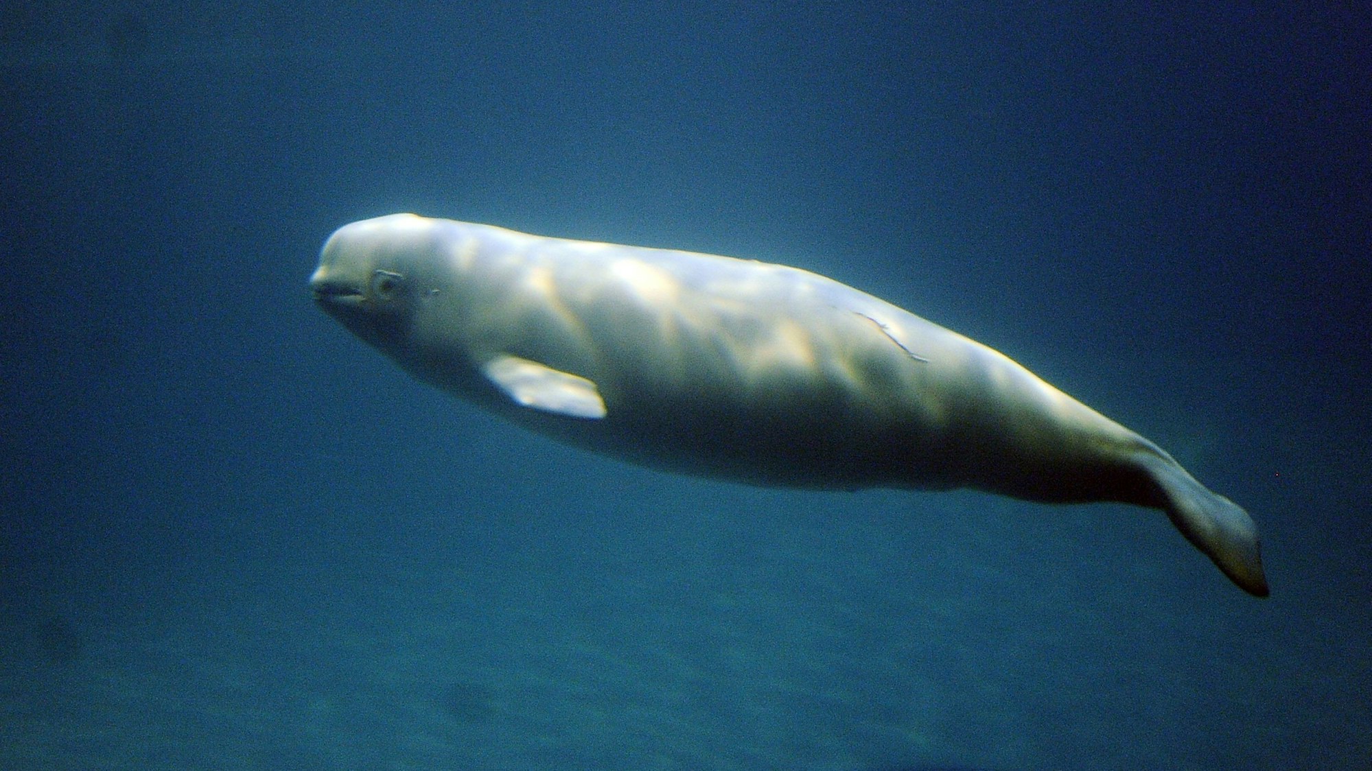 Das Symbolfoto aus dem Jahr 2010 zeigt einen Belugawal im Ozean.