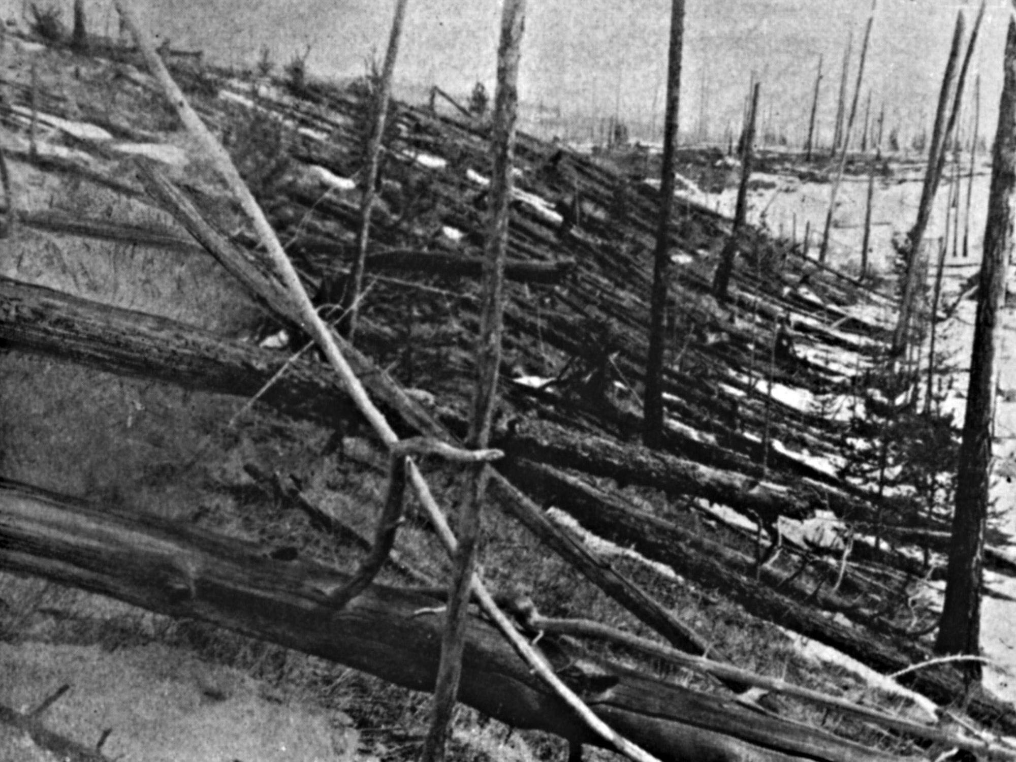 Das undatierte Foto zeigt umgeknickte Bäume in Tunguska (Ostsibirien).