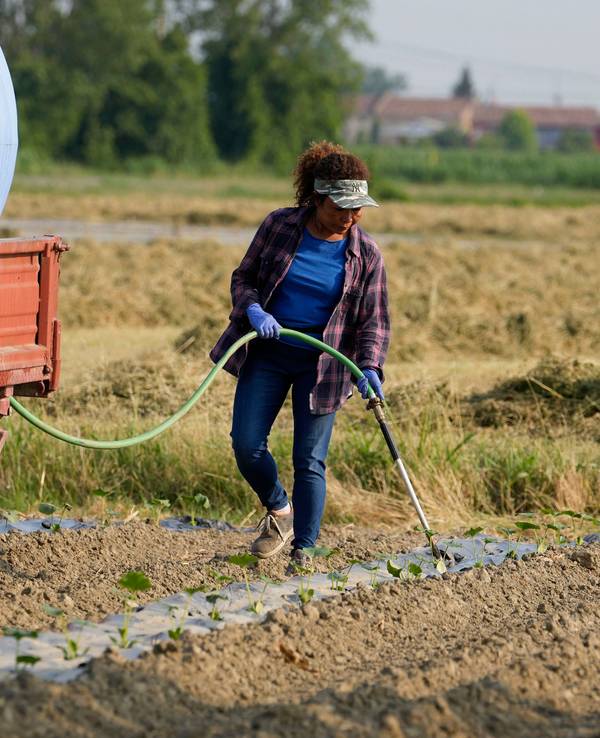 Eine Landwirtin bewässert ein Kürbisfeld in der Nähe des Flusses Po.