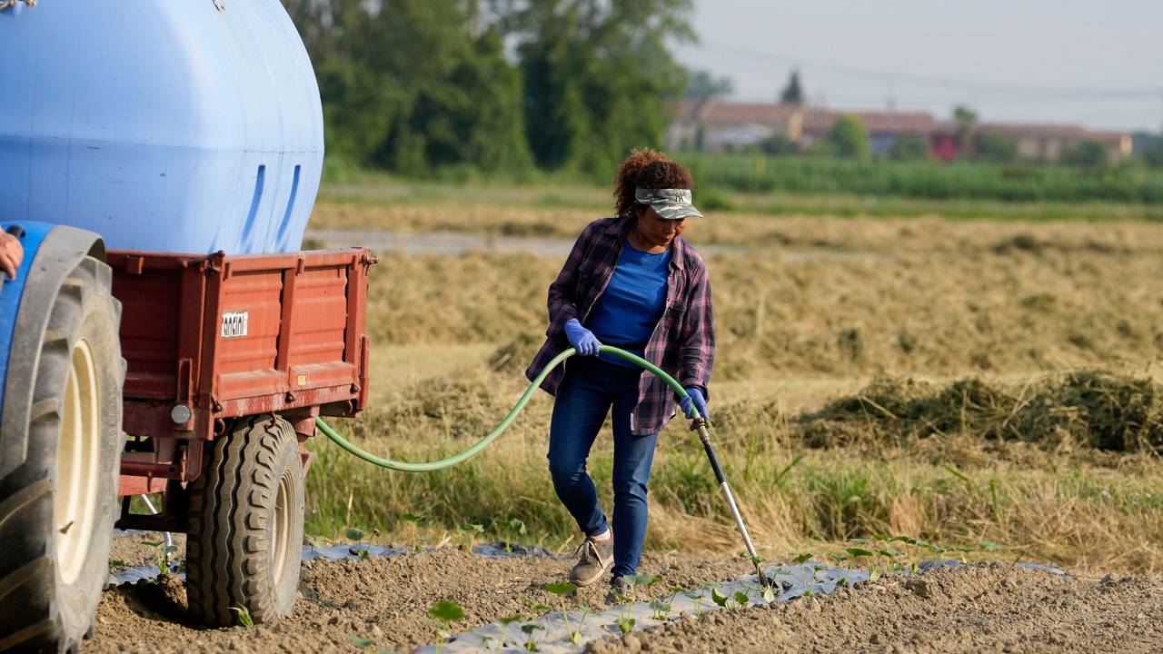 Eine Landwirtin bewässert ein Kürbisfeld in der Nähe des Flusses Po.