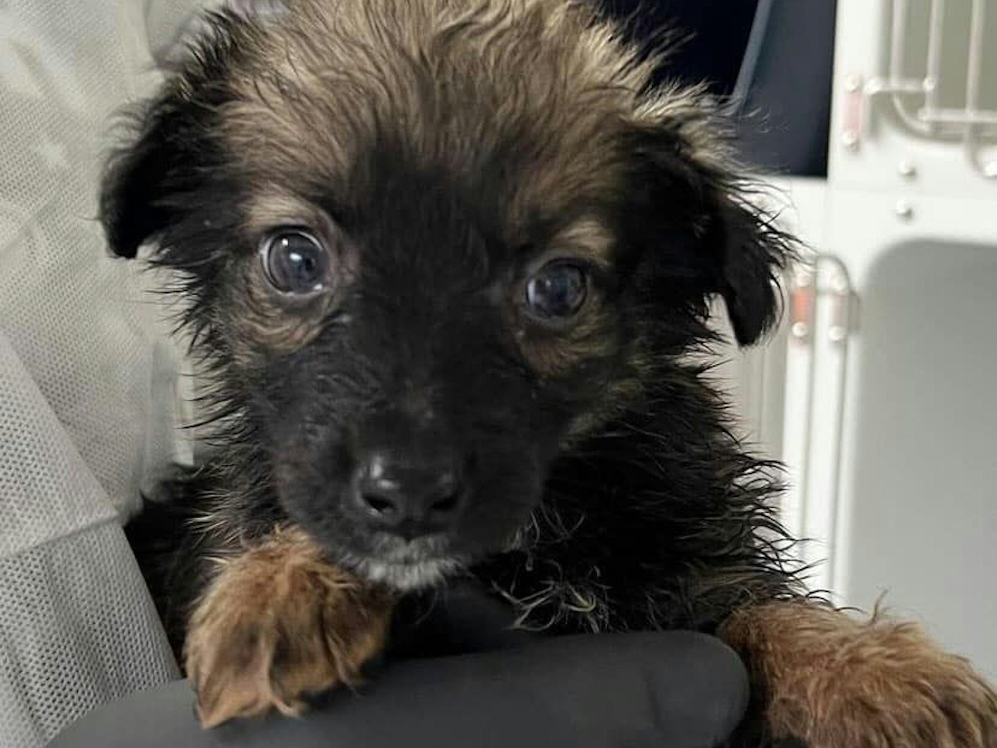 Eine Person hält einen Hundewelpen auf dem Arm.