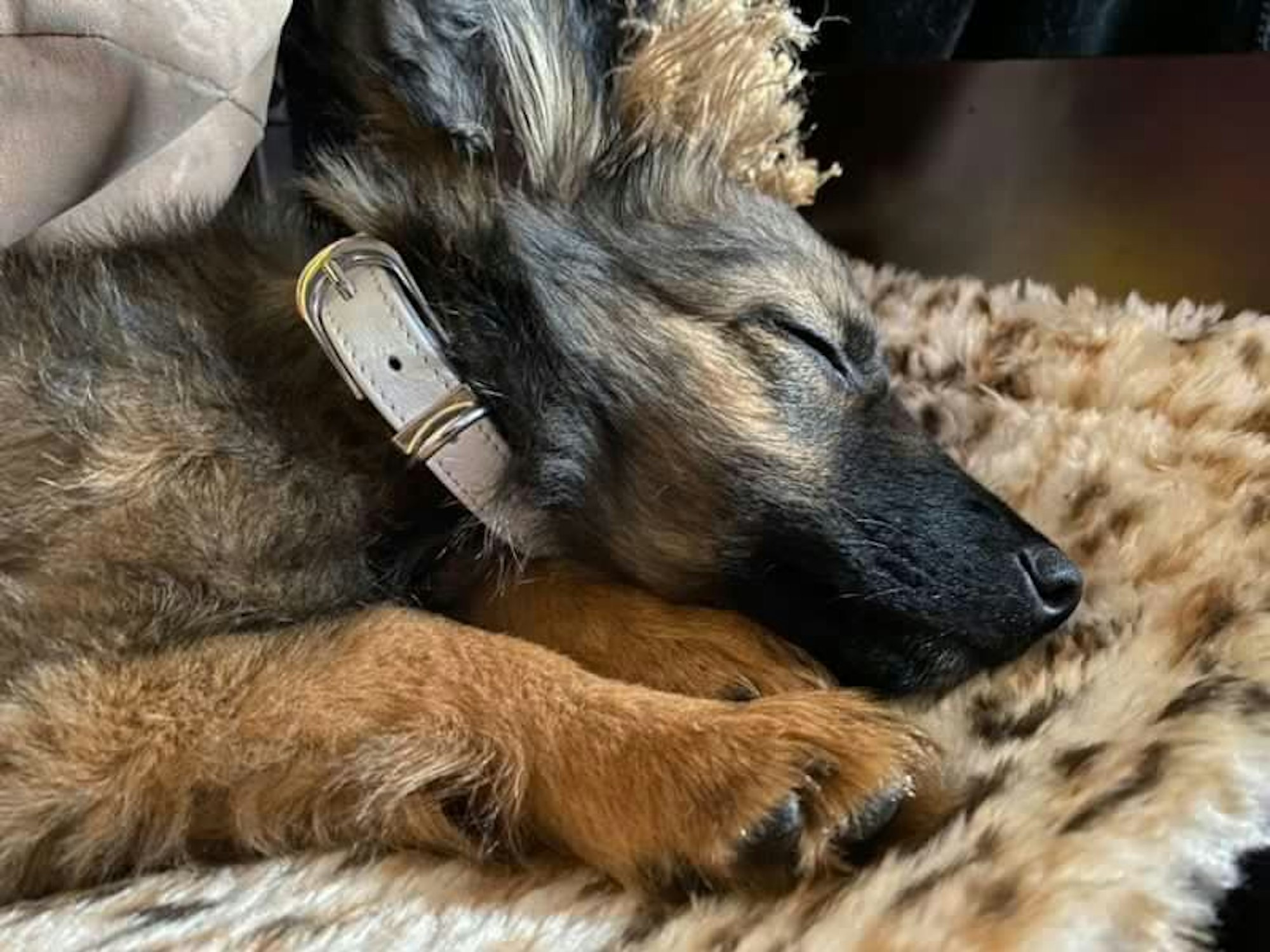 Eine kleine Hündin schläft auf einer Plüschdecke mit Leopardenmuster.