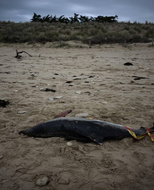 Ein toter Delfin liegt am 13. März am Strand von Le Bois-Plage-en-Re im Südwesten Frankreichs: In der Urlaubsregion sterben jedes Jahr Hunderte Delfine.