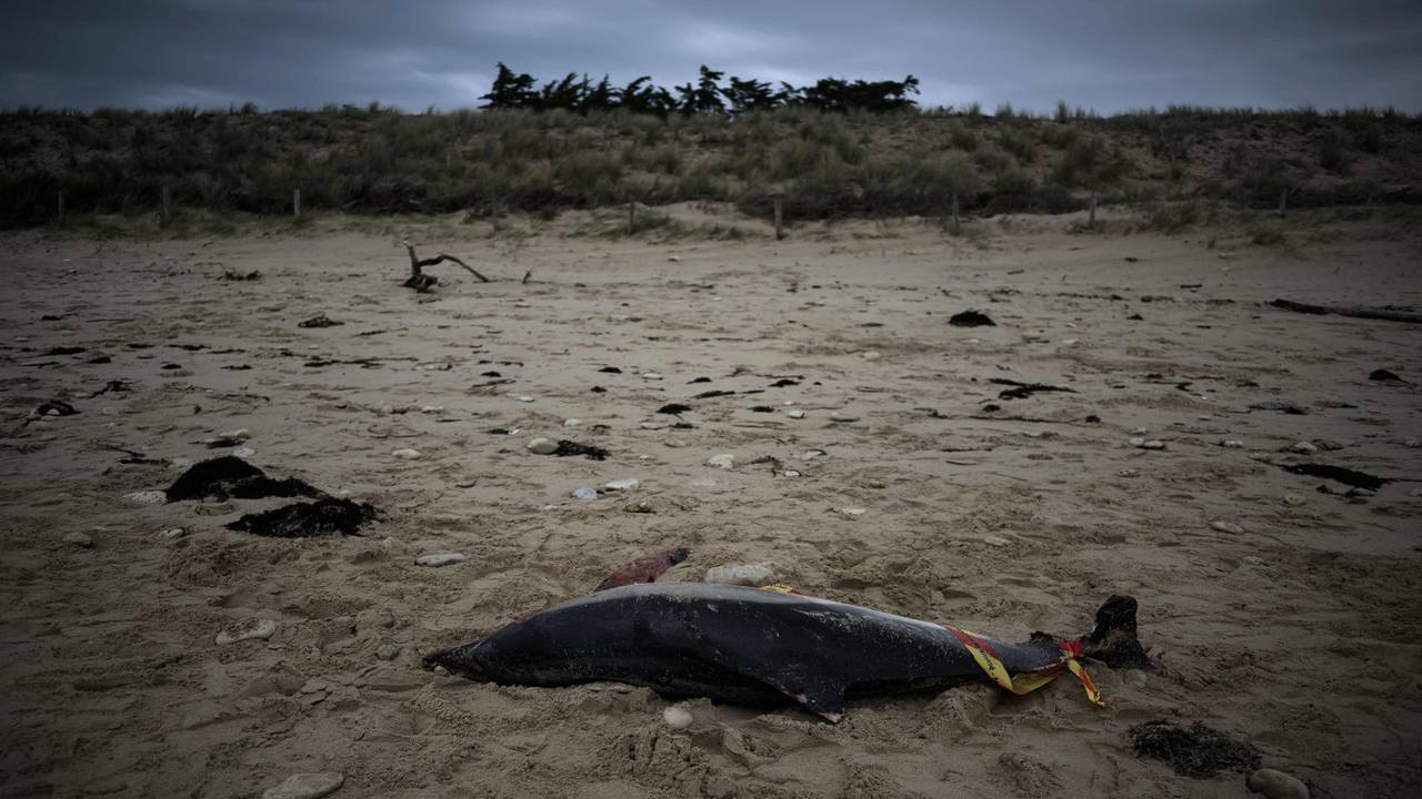 Ein toter Delfin liegt am 13. März am Strand von Le Bois-Plage-en-Re im Südwesten Frankreichs: In der Urlaubsregion sterben jedes Jahr Hunderte Delfine.