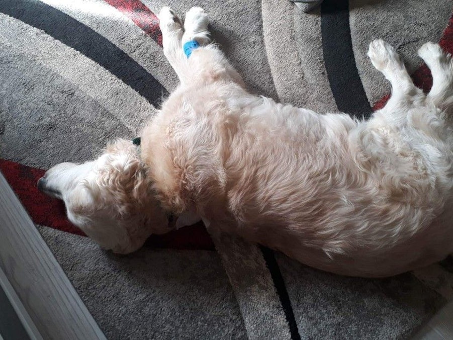 Golden Retriever Spike verteidigte sein Herrchen in Weidenpesch gegen einen Messer-Mann. Und wurde selbst verletzt.