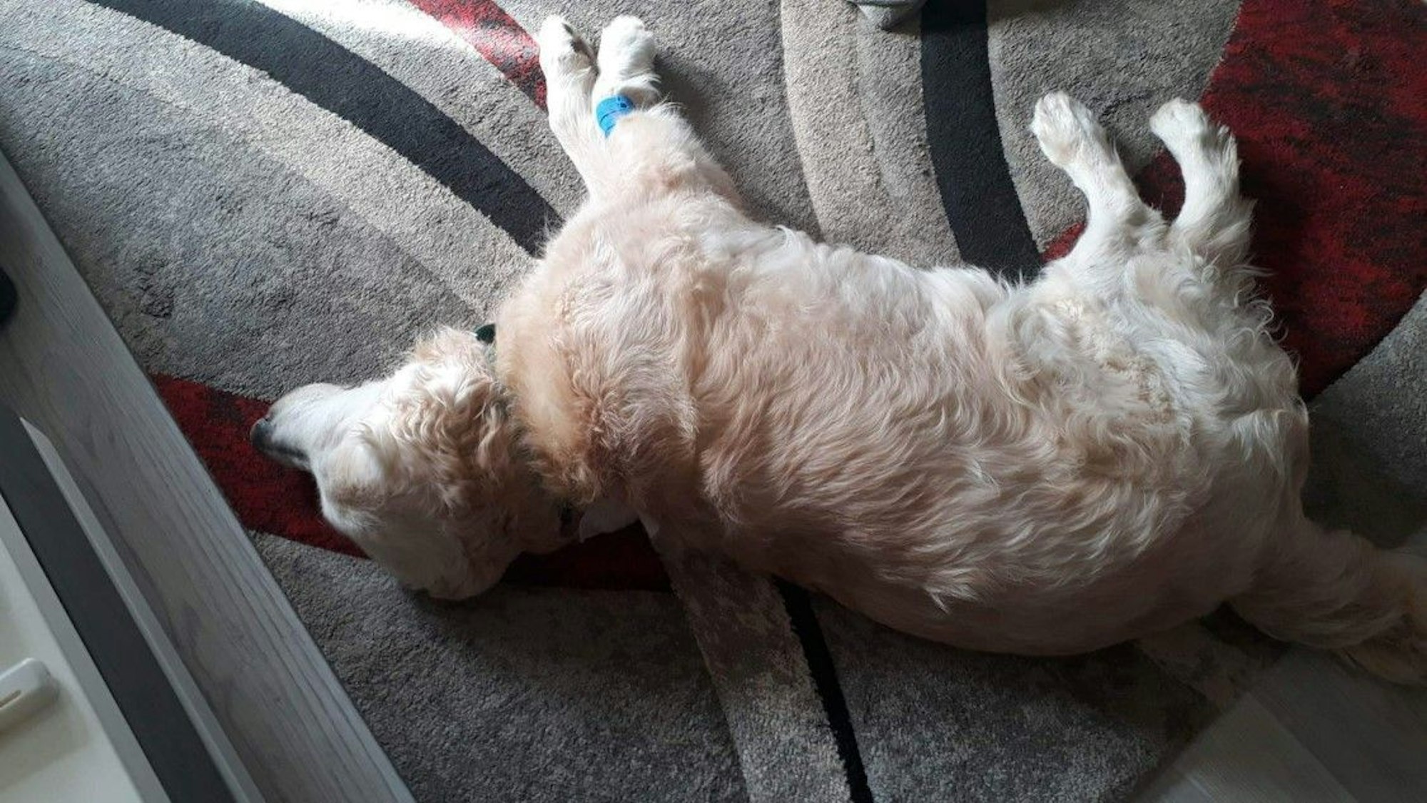 Golden Retriever Spike verteidigte sein Herrchen in Weidenpesch gegen einen Messer-Mann. Und wurde selbst verletzt.