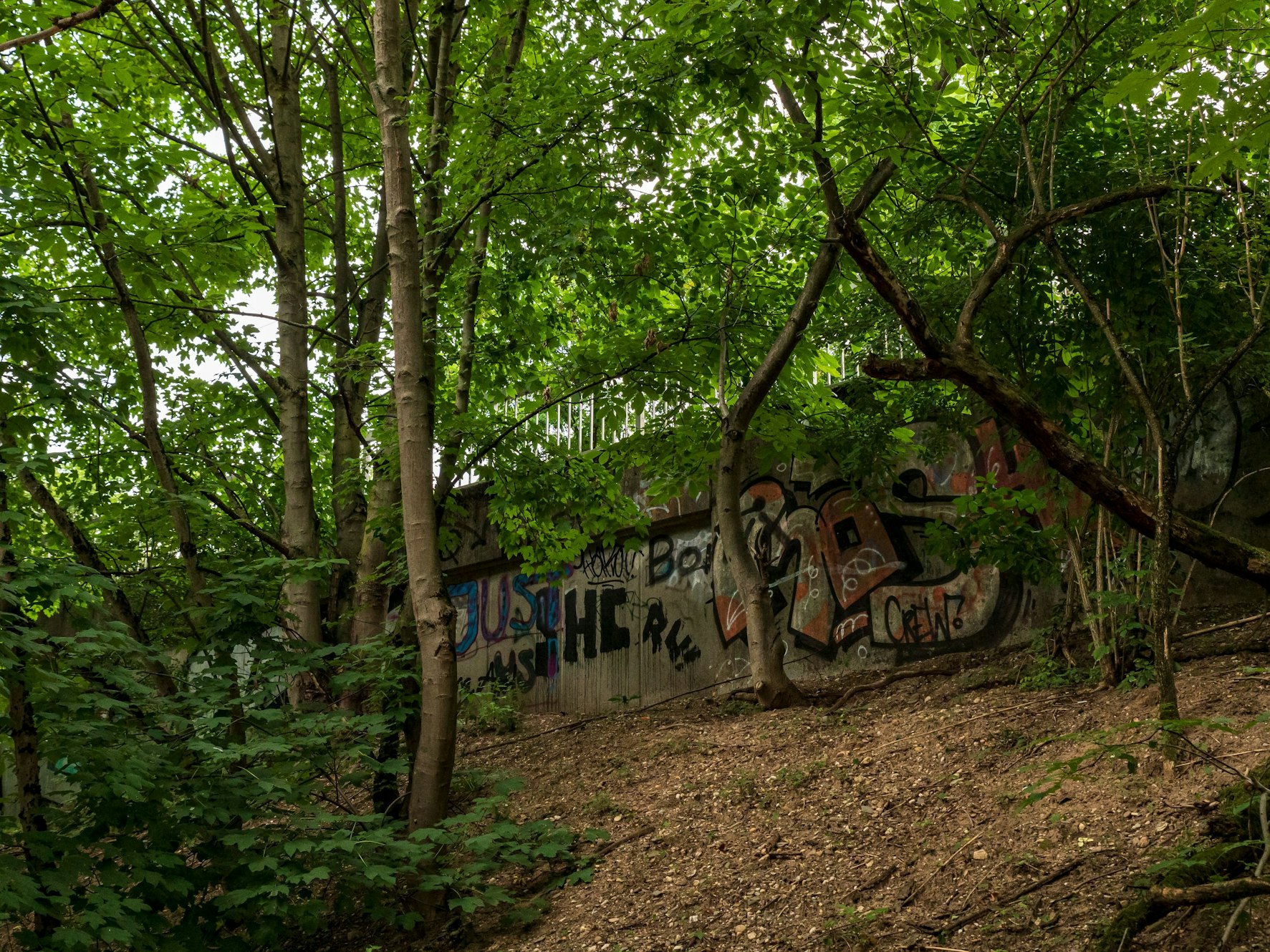 Das Foto zeigt einen bewaldeten Bereich im Nordpark in Köln. Hier soll am Sonntagabend (19. März 2023) eine Frau angegriffen worden sein, als sie mit ihrem Hund unterwegs war.