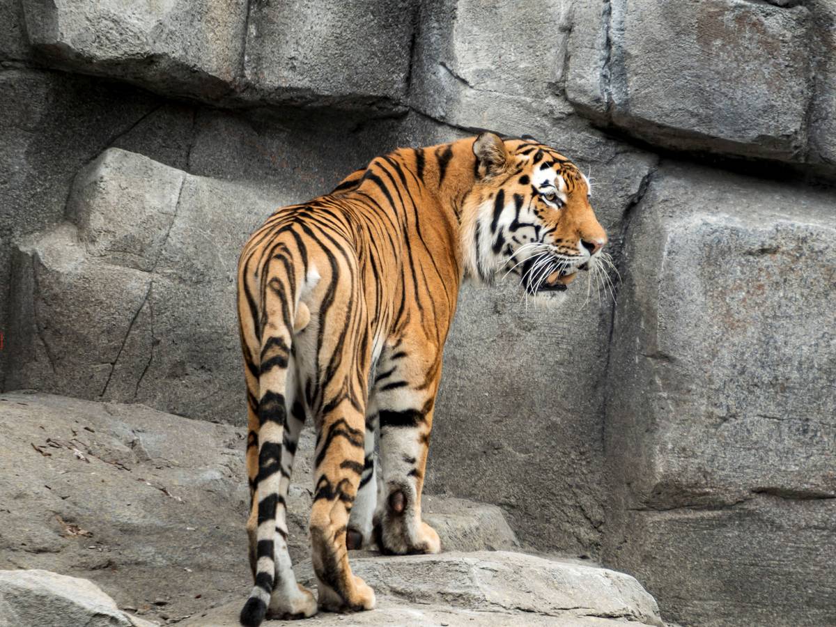 Tiger im Kölner Zoo
