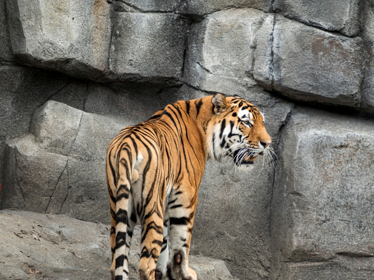 Tiger im Kölner Zoo