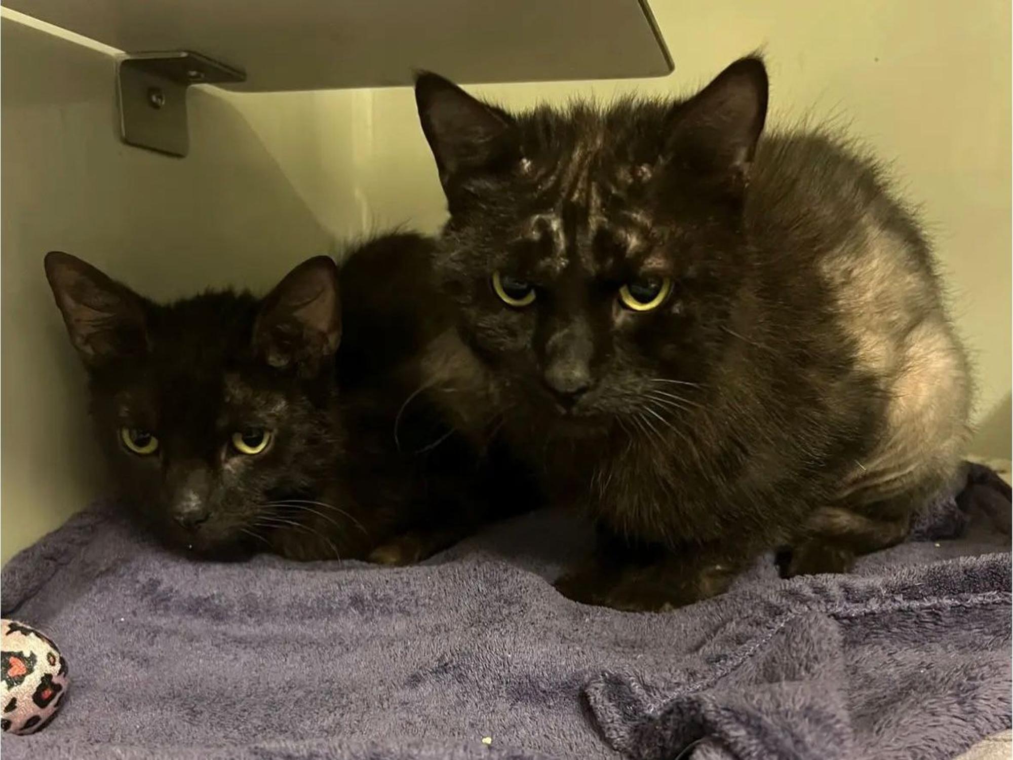 Gerettete Katzen aus Köln-Mülheim
