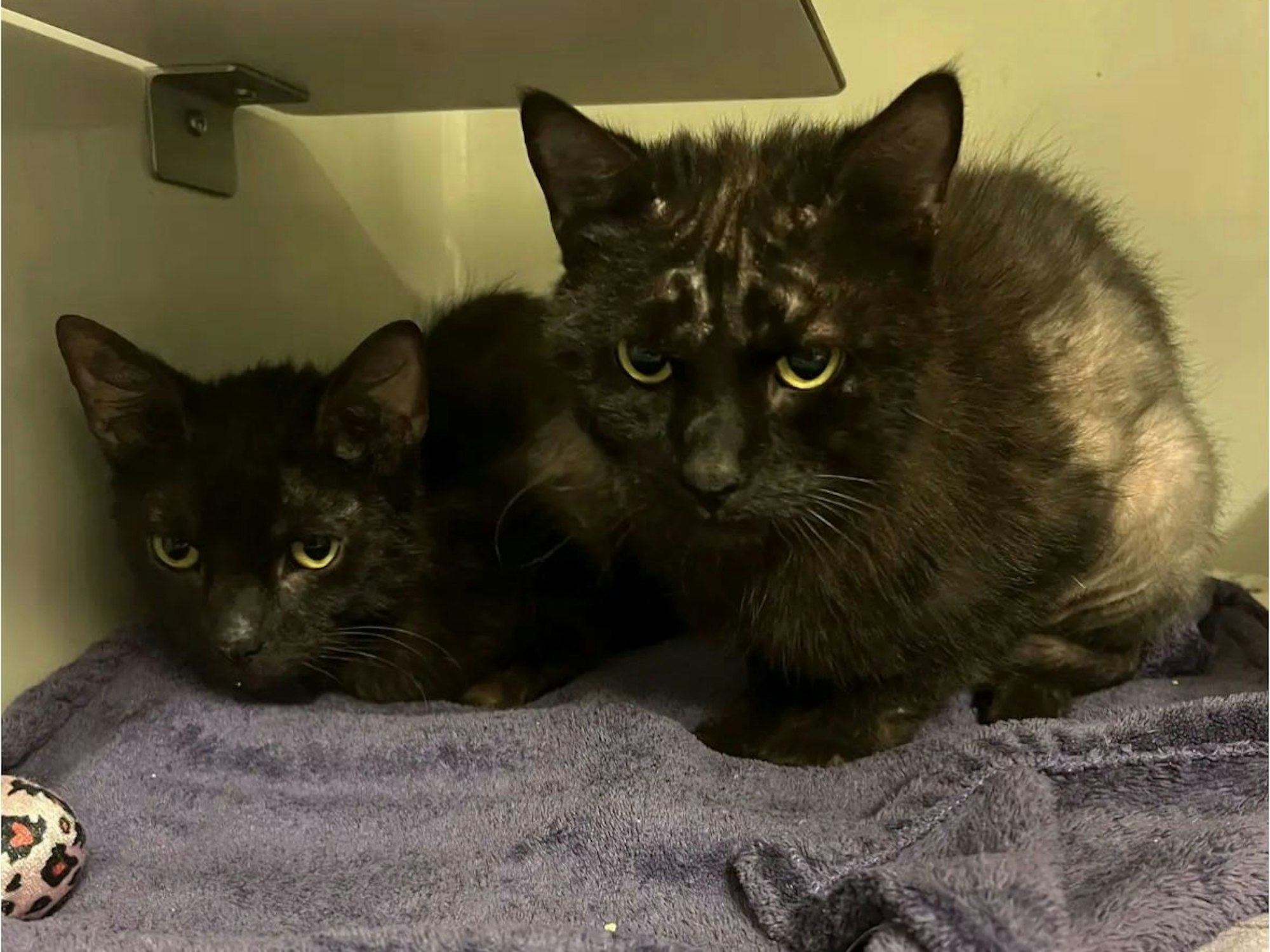 Gerettete Katzen aus Köln-Mülheim