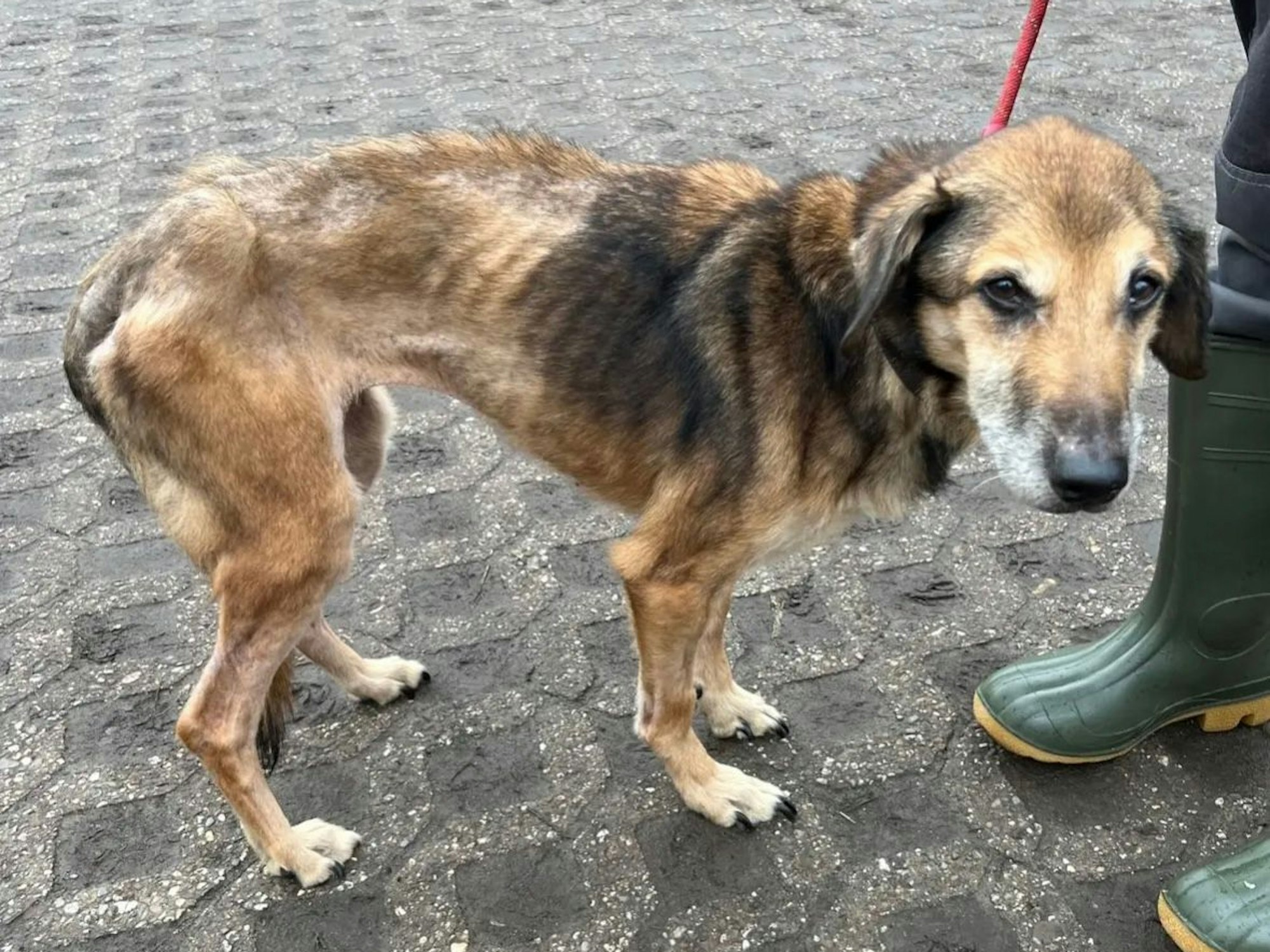Geretteter Hund aus Mülheim
