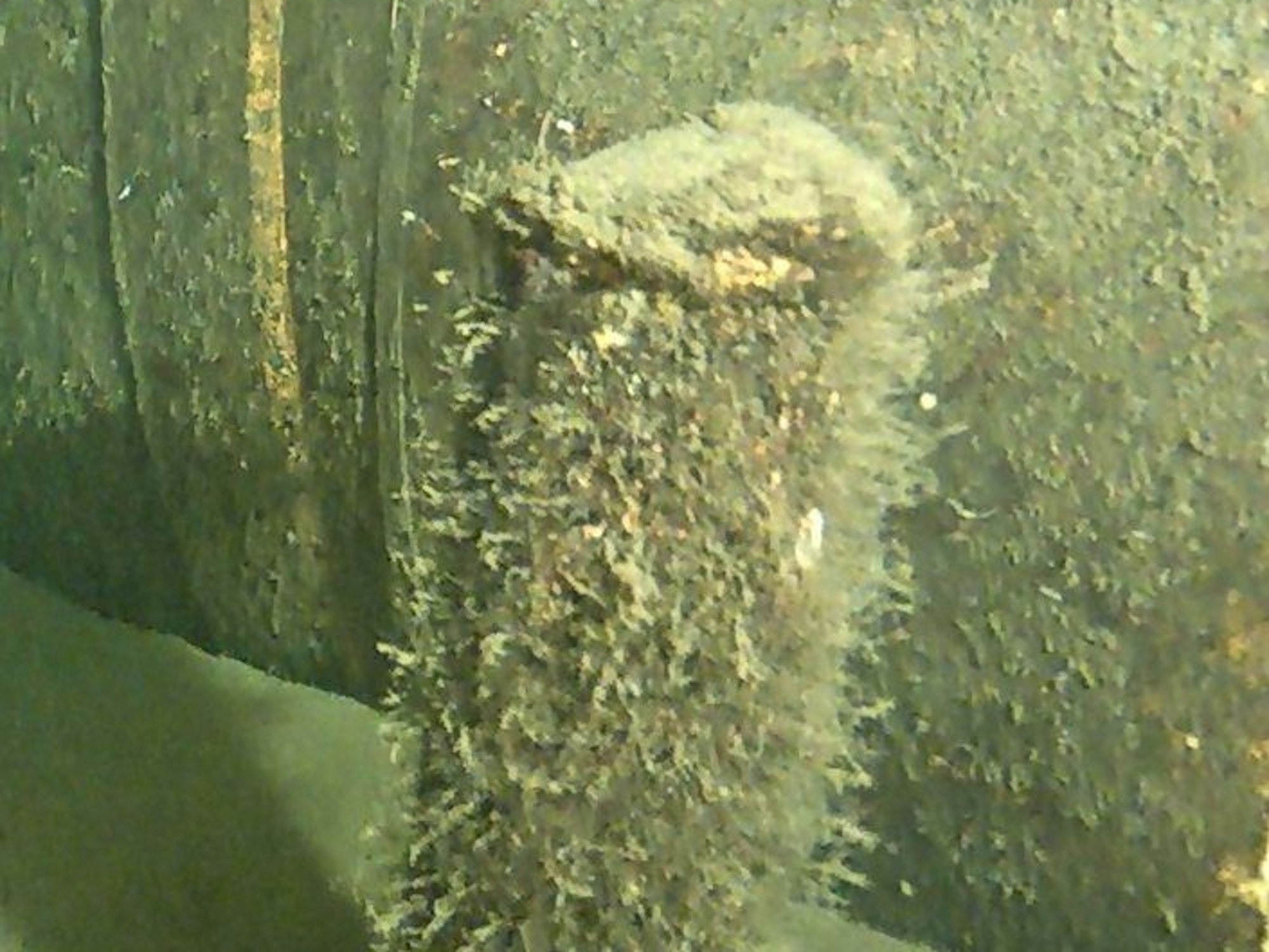 Was liegt da an der Nord-Stream-Pipeline? Das Foto zeigt ein langes Objekt.