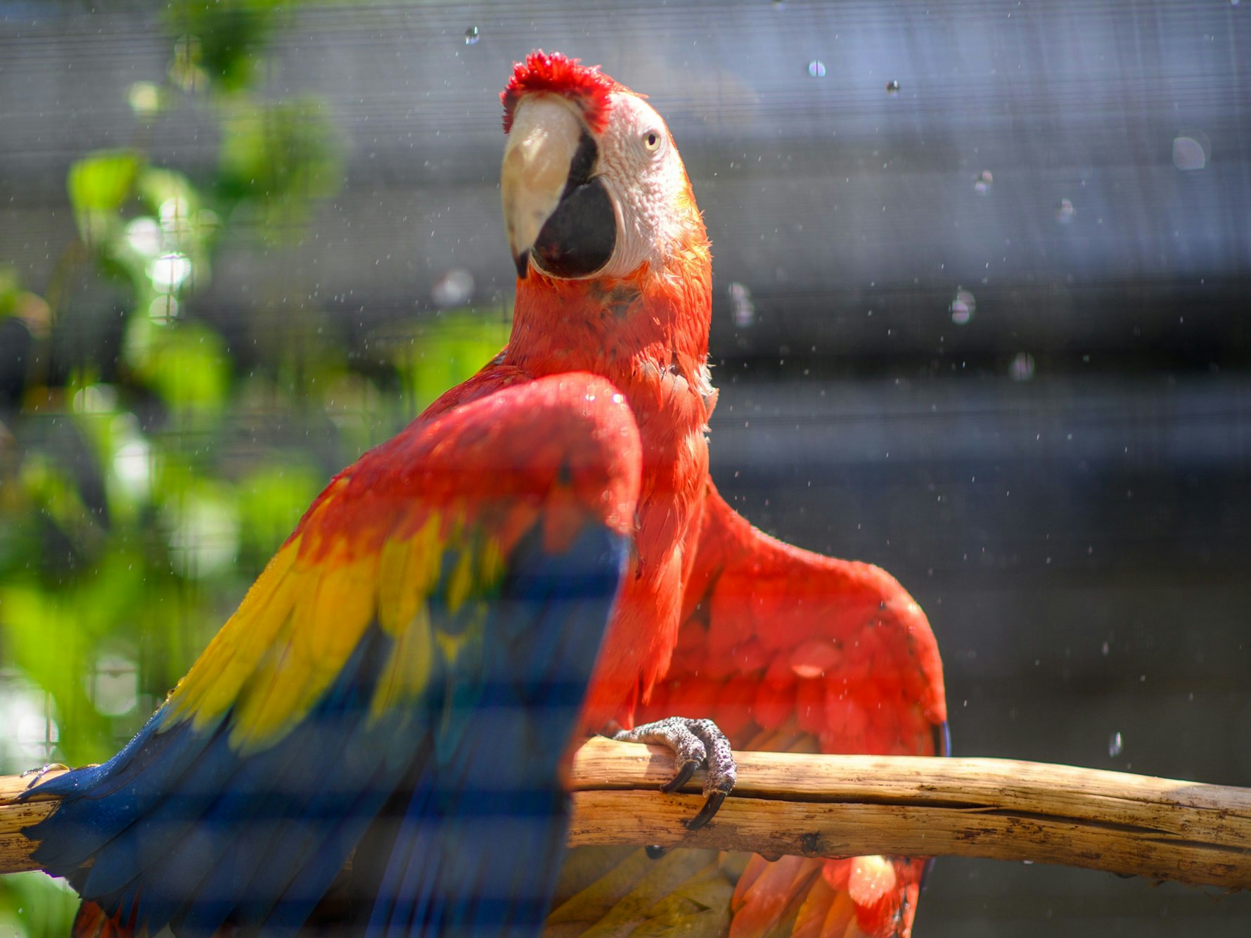 Ein Hellroter Ara, hier im Juli 2022, sitzt im Zoo Magdeburg mit nassem Gefieder unter einem Sprühnebel aus Wasser, der durch die Gitter der Voliere rieselt.