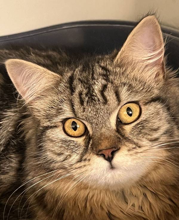 Eine Katze guckt in die Kamera.