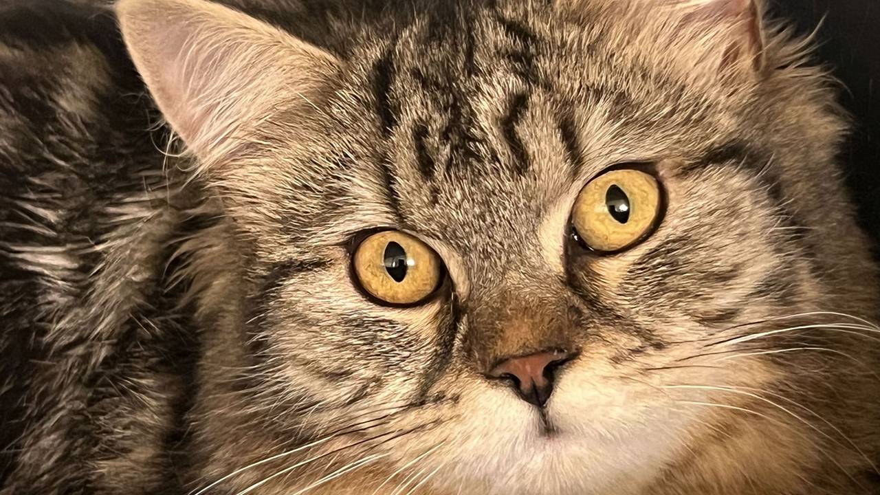 Eine Katze guckt in die Kamera.