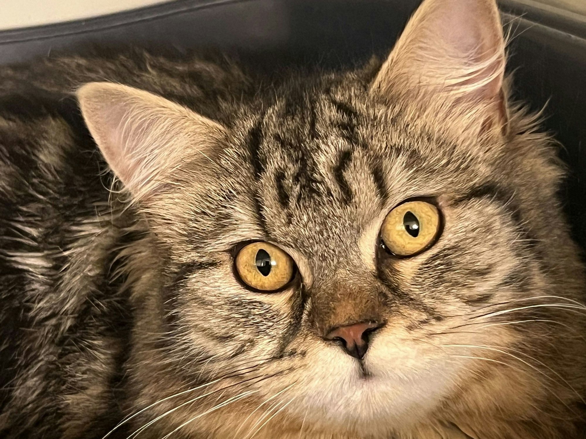 Eine Katze guckt in die Kamera.