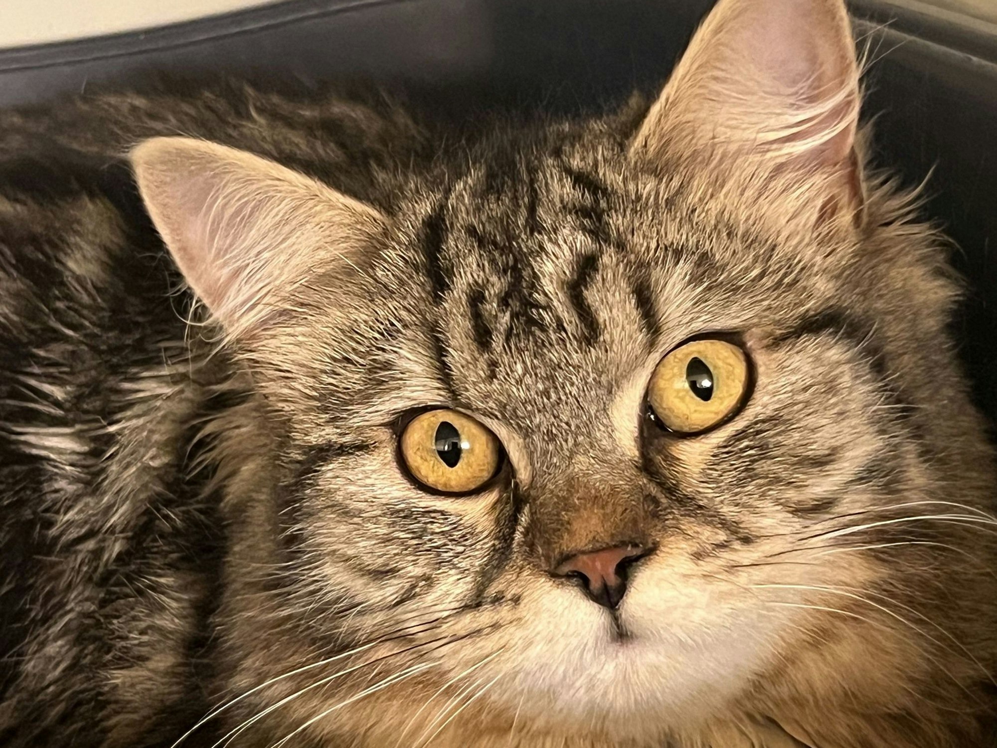 Ein älteres Ehepaar hatte diese süße Katze kaum gekauft, da wurde das Tier auch schon ins Tierheim Köln-Dellbrück gebracht.