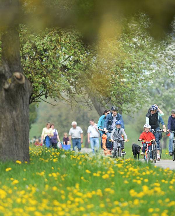 Drei Familien mit Kindern radeln an einem Blumenfeld vorbei.