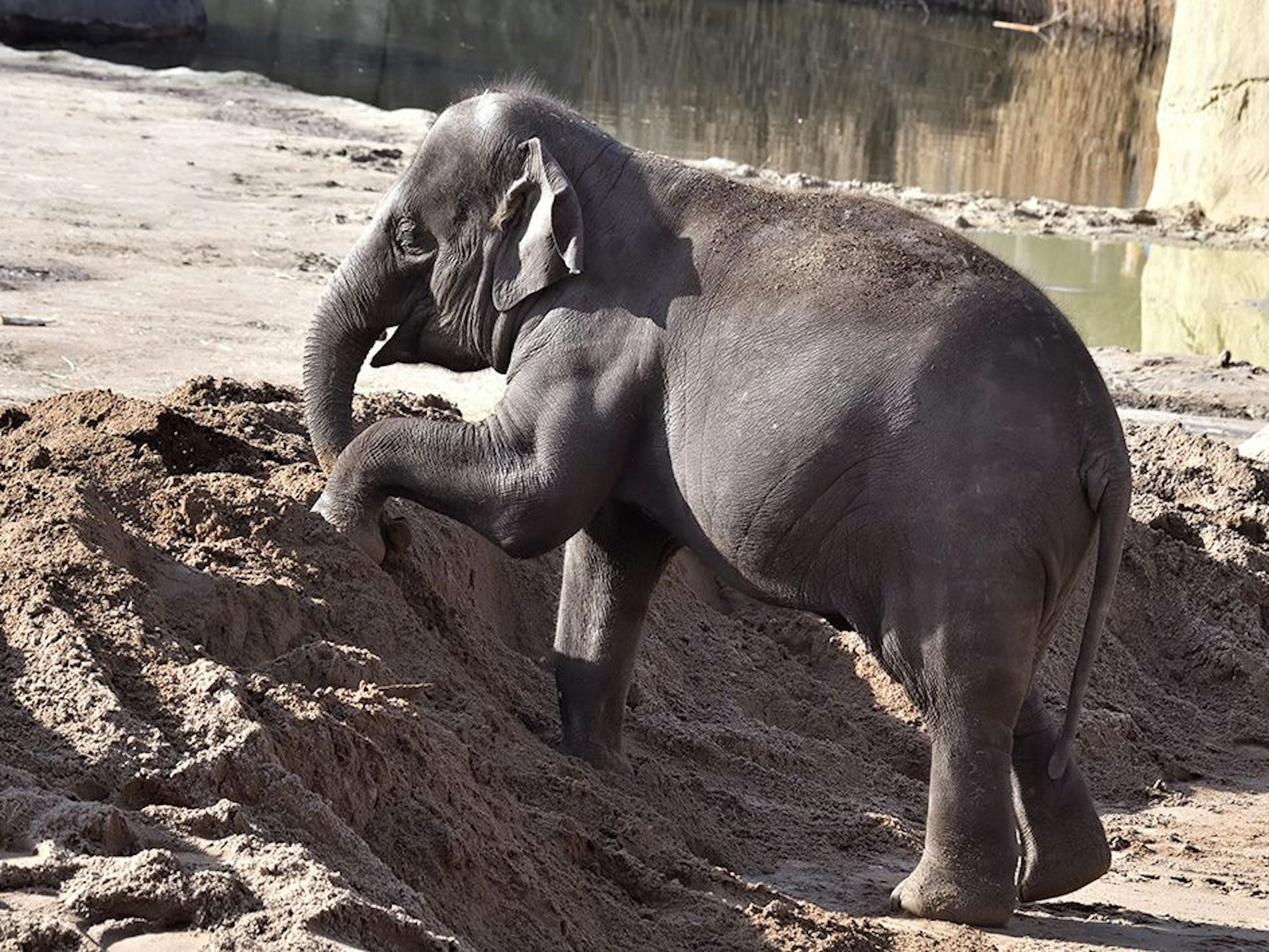 Elefanten-Dame Bindi im Kölner Zoo wird Mama.