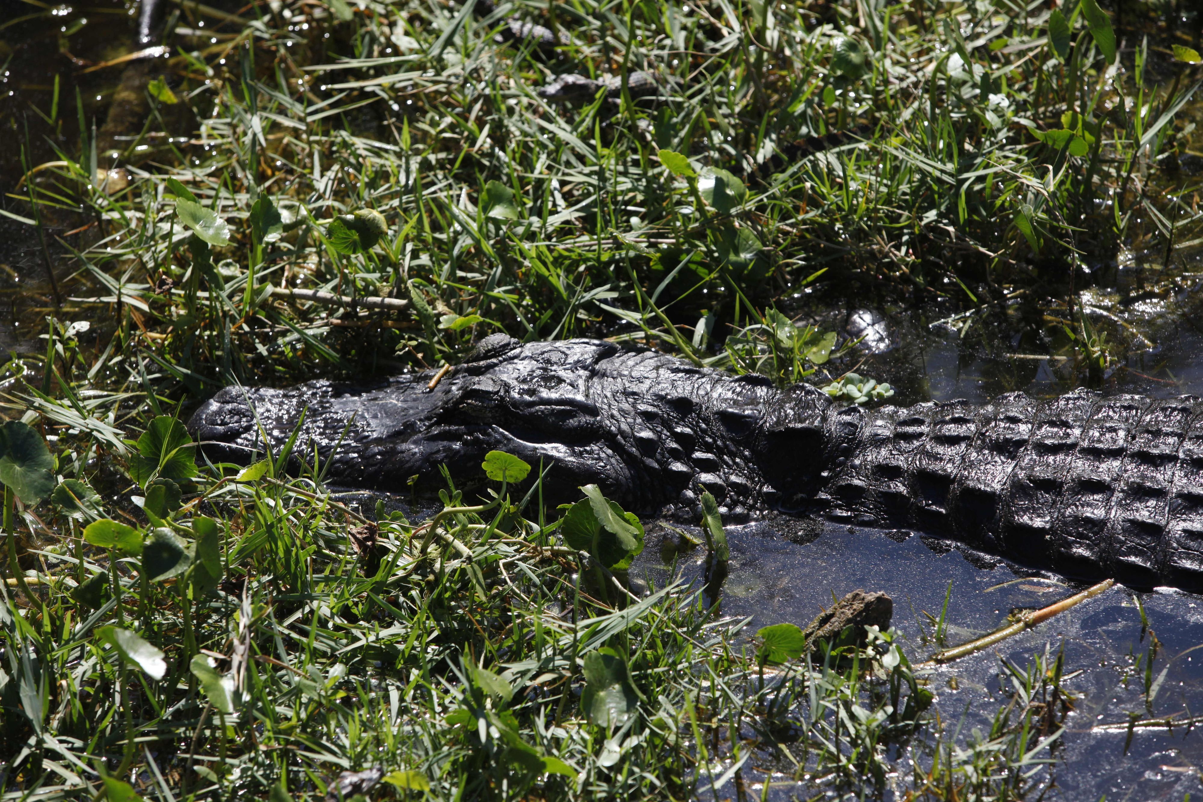 Ein Alligator schwimmt am 10. März 2017 in St. Petersburg, Florida (USA) im Sawgrass Lake Park durch das seichte Wasser.