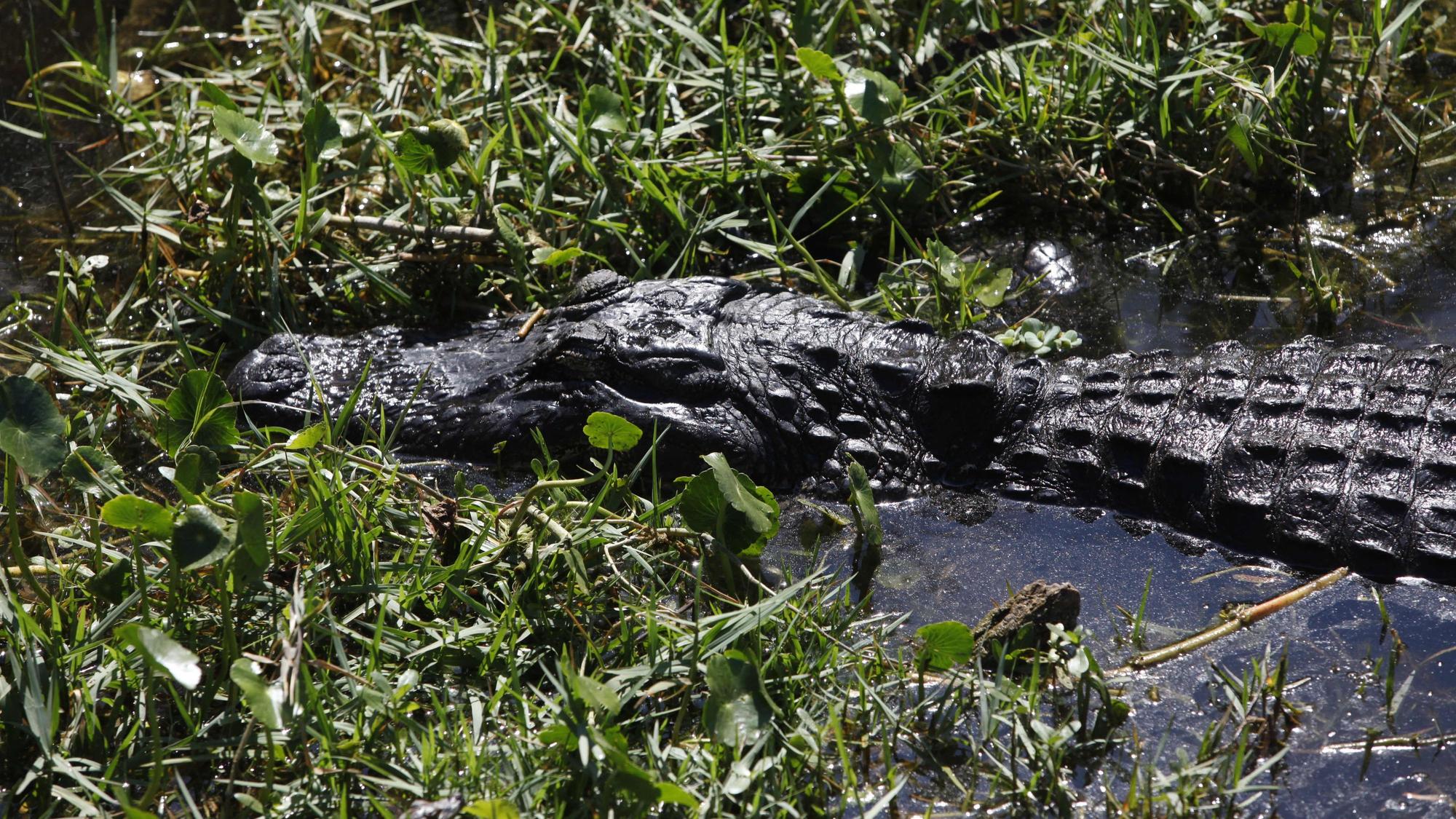 Ein Alligator schwimmt am 10. März 2017 in St. Petersburg, Florida (USA) im Sawgrass Lake Park durch das seichte Wasser.