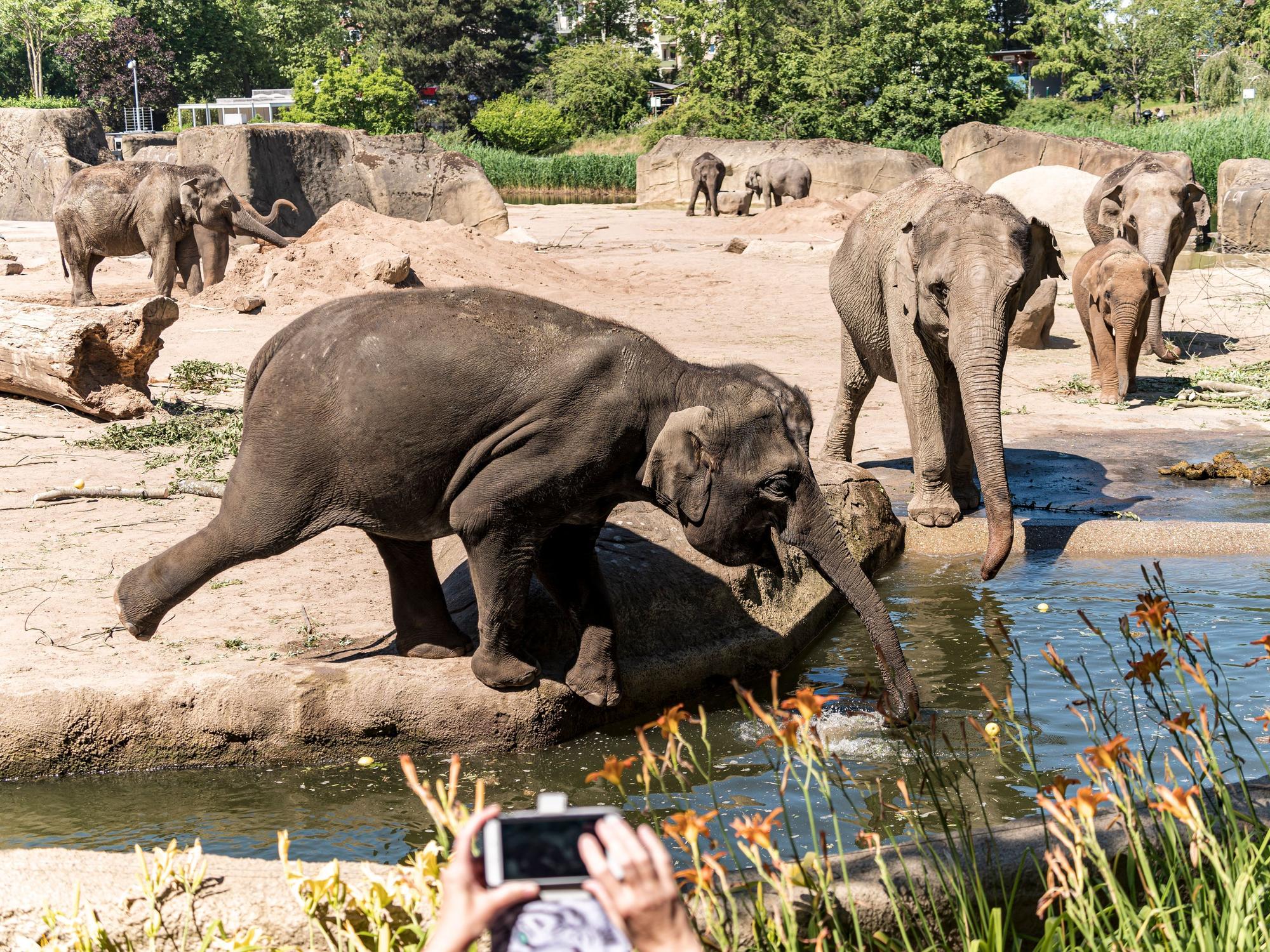 Die Herde der Elefanten im Kölner Zoo spielt auf dem Gelände.