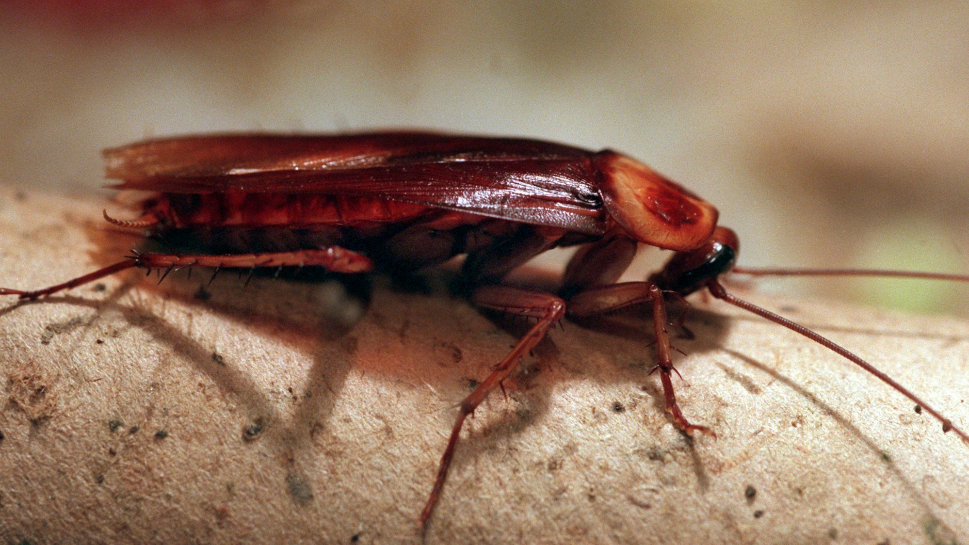 Hier zu sehen, eine rötliche Kakerlake.
