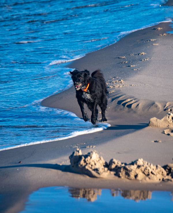 Hier zu sehen, ein schwarzer Hund läuft über den Strand auf der Insel Usedom.