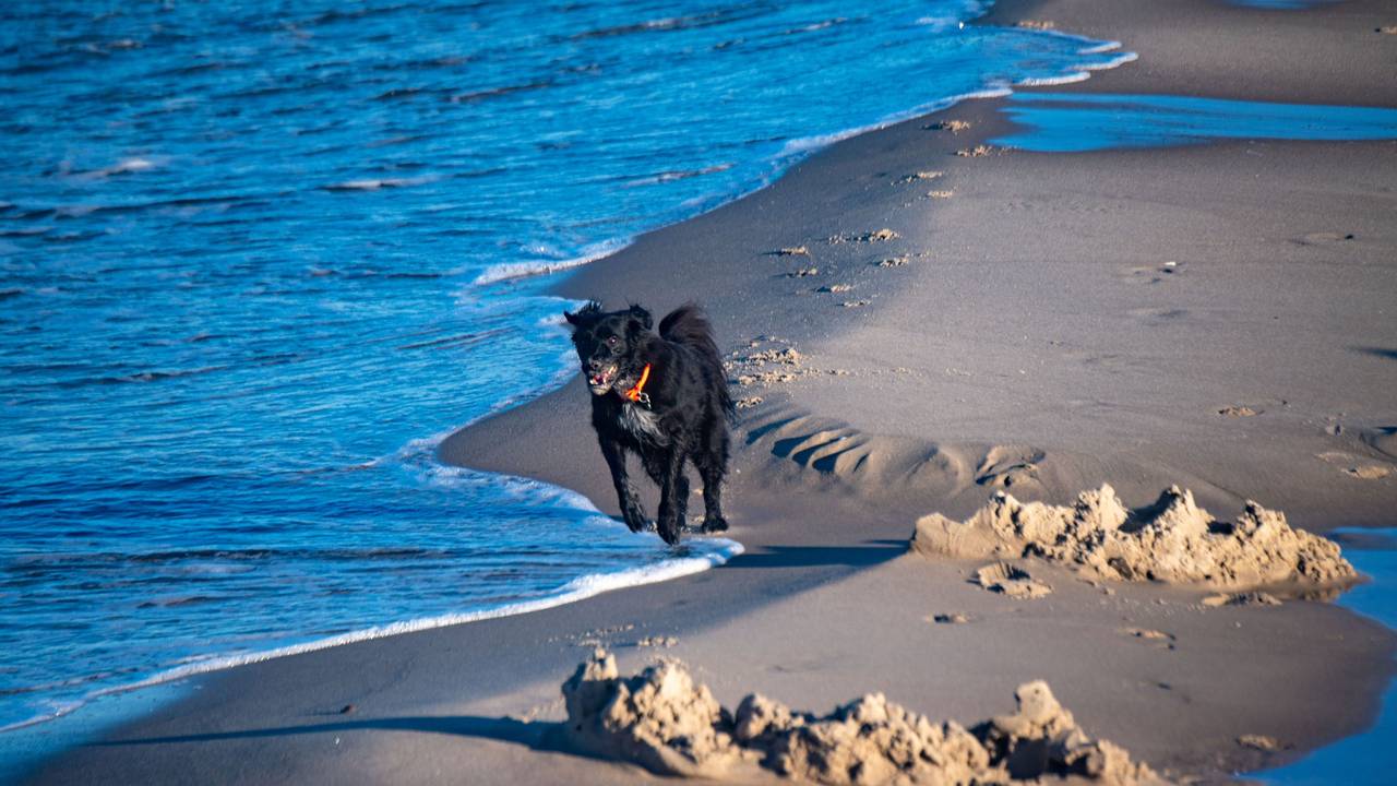 Hier zu sehen, ein schwarzer Hund läuft über den Strand auf der Insel Usedom.