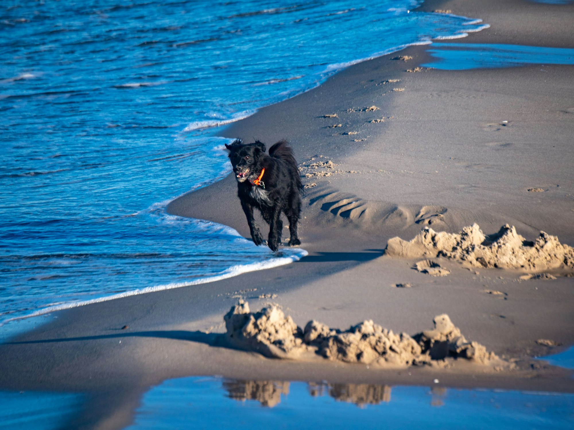 Hier zu sehen, ein schwarzer Hund läuft über den Strand auf der Insel Usedom.