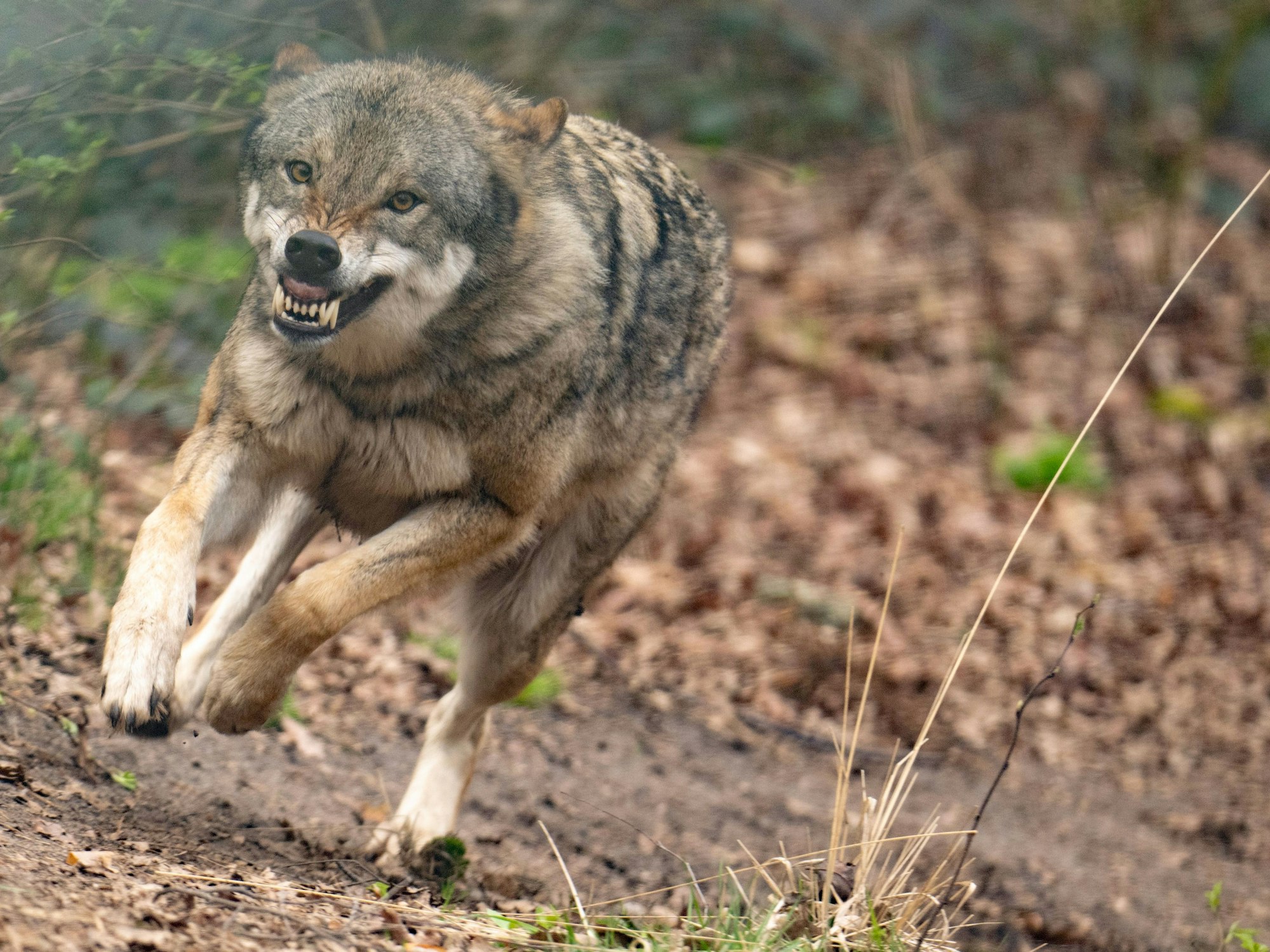 Ein Wolf läuft im März 2023 in Hanau durch sein Gehege im Tierpark.