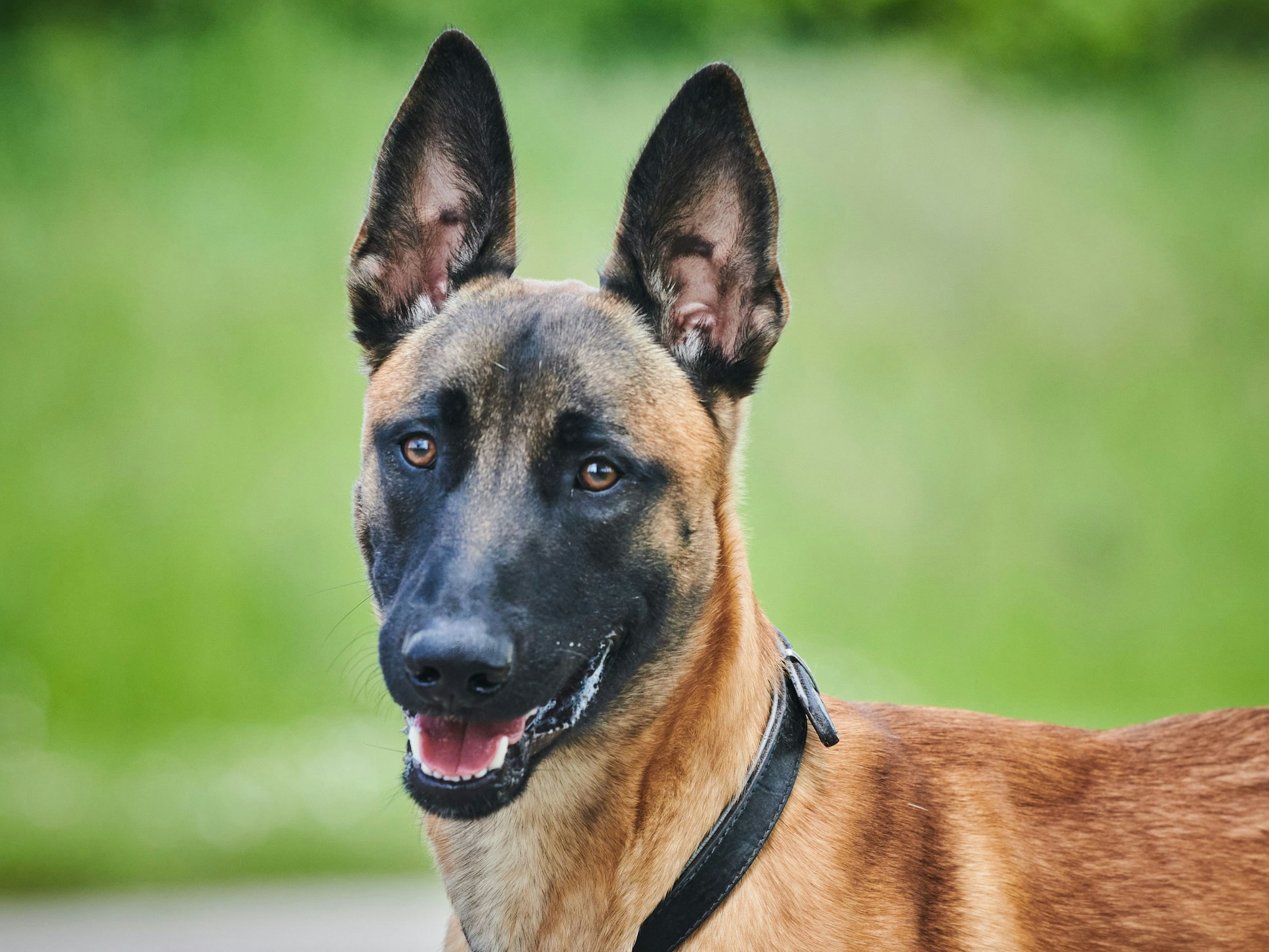 Ein Schäferhund steht angeleint im Juni 2021 auf einem Gehweg im Tierheim Berlin.