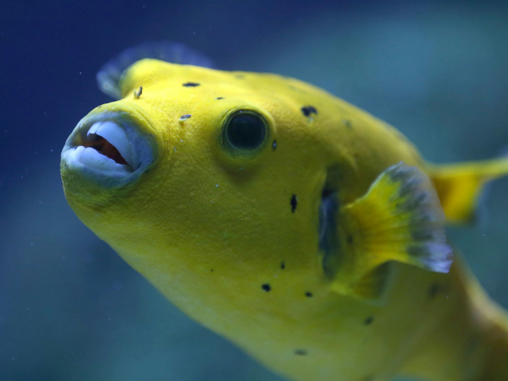 Ein Sternen-Kugelfisch ist im September 2017 in Düsseldorf (Nordrhein-Westfalen) bei einer Pressevorbesichtigung im Aquazoo Löbbecke Museum zu sehen.