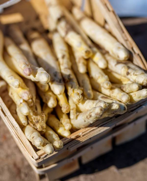 Ein Korb mit Spargel steht im Stadtteil Braunshardt auf dem Feld, hier im April 2023.