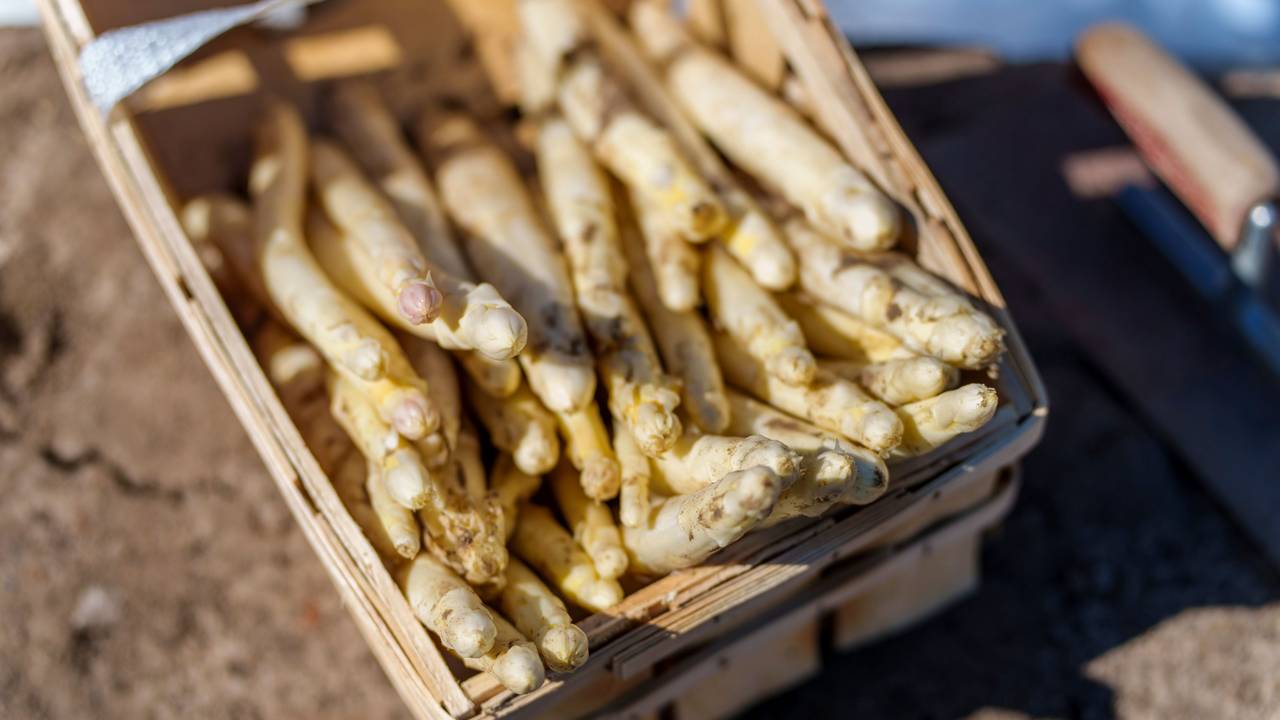 Ein Korb mit Spargel steht im Stadtteil Braunshardt auf dem Feld, hier im April 2023.