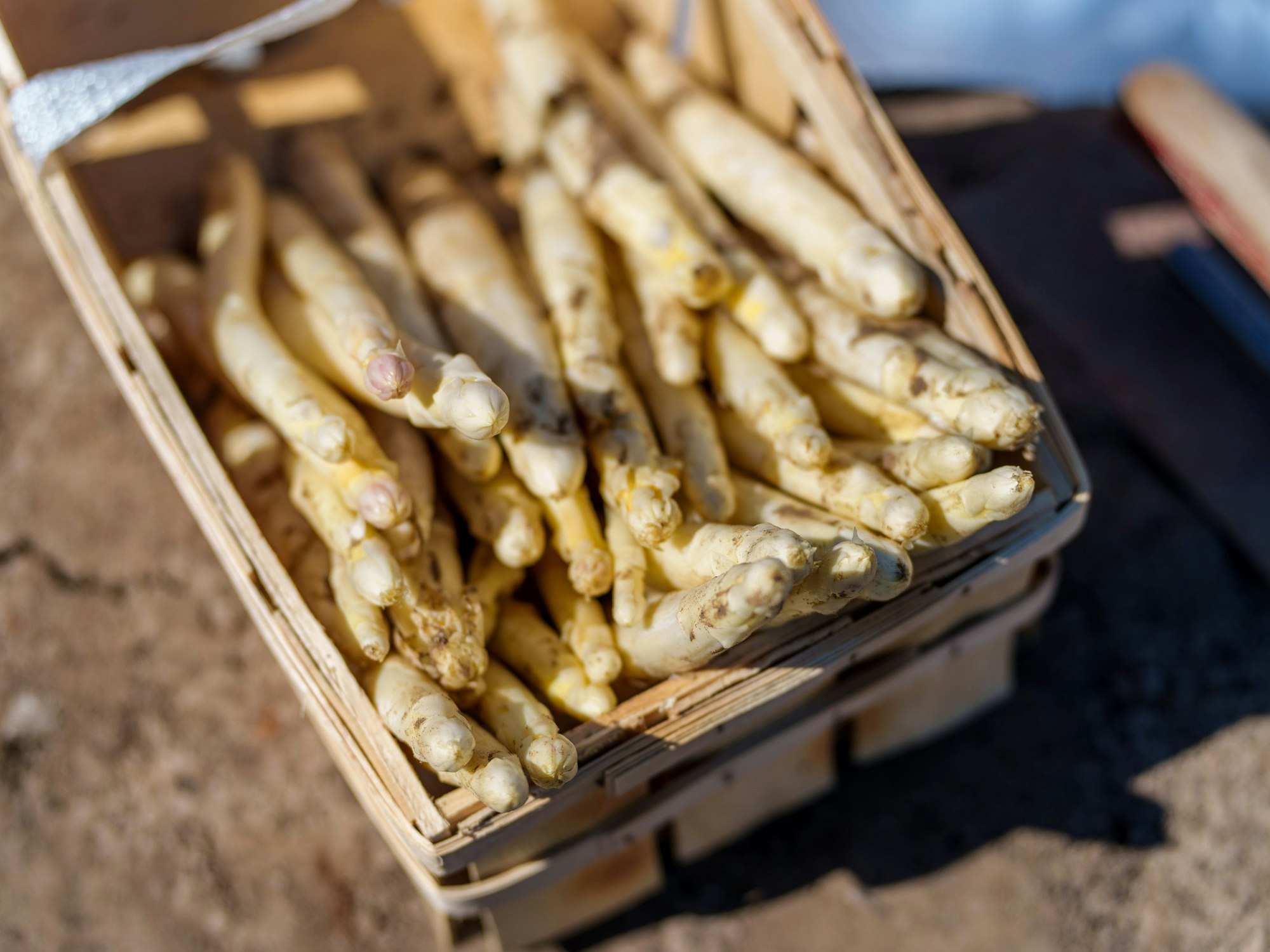 Ein Korb mit Spargel steht im Stadtteil Braunshardt auf dem Feld, hier im April 2023.