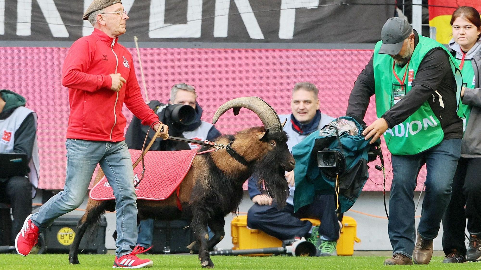 Geißbock Hennes rennt im Rhein-Energie-Stadion über den Rasen.