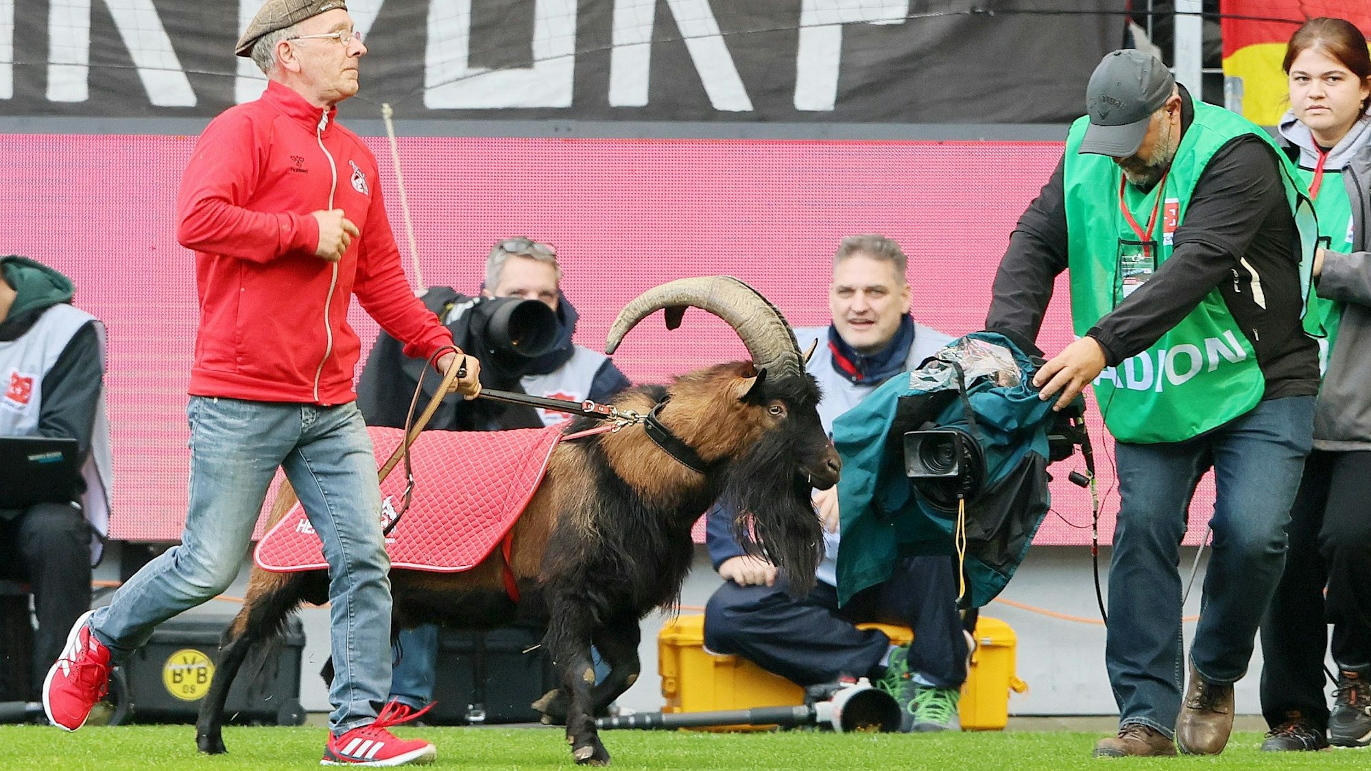 Geißbock Hennes rennt im Rhein-Energie-Stadion über den Rasen.