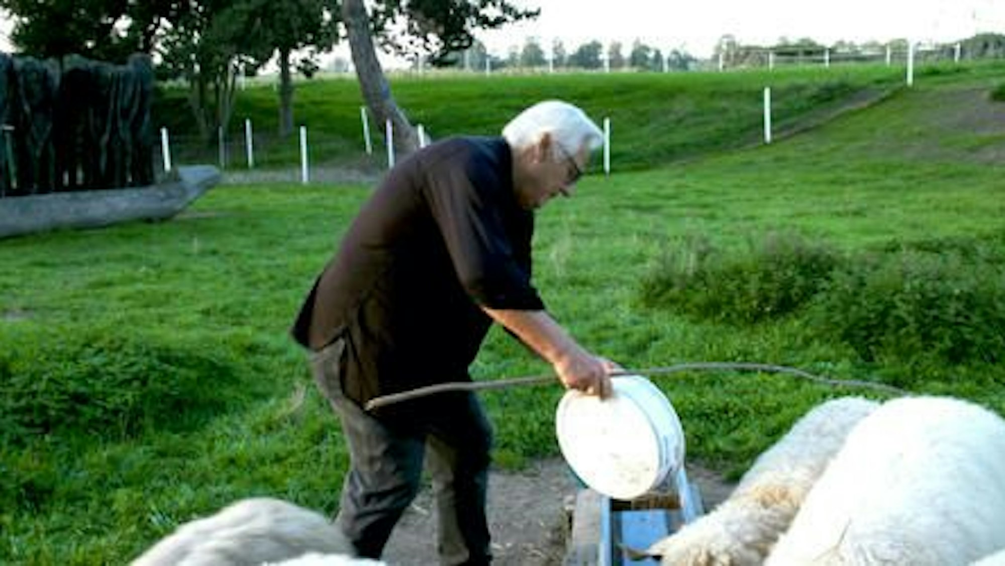 Helge Achenbach füttert die Schafe.