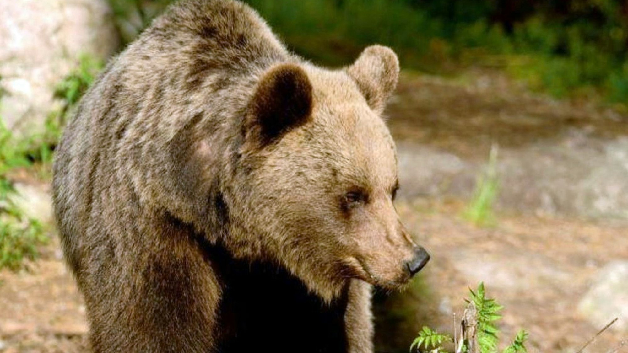 Ein Braunbär in der Region Trentino.