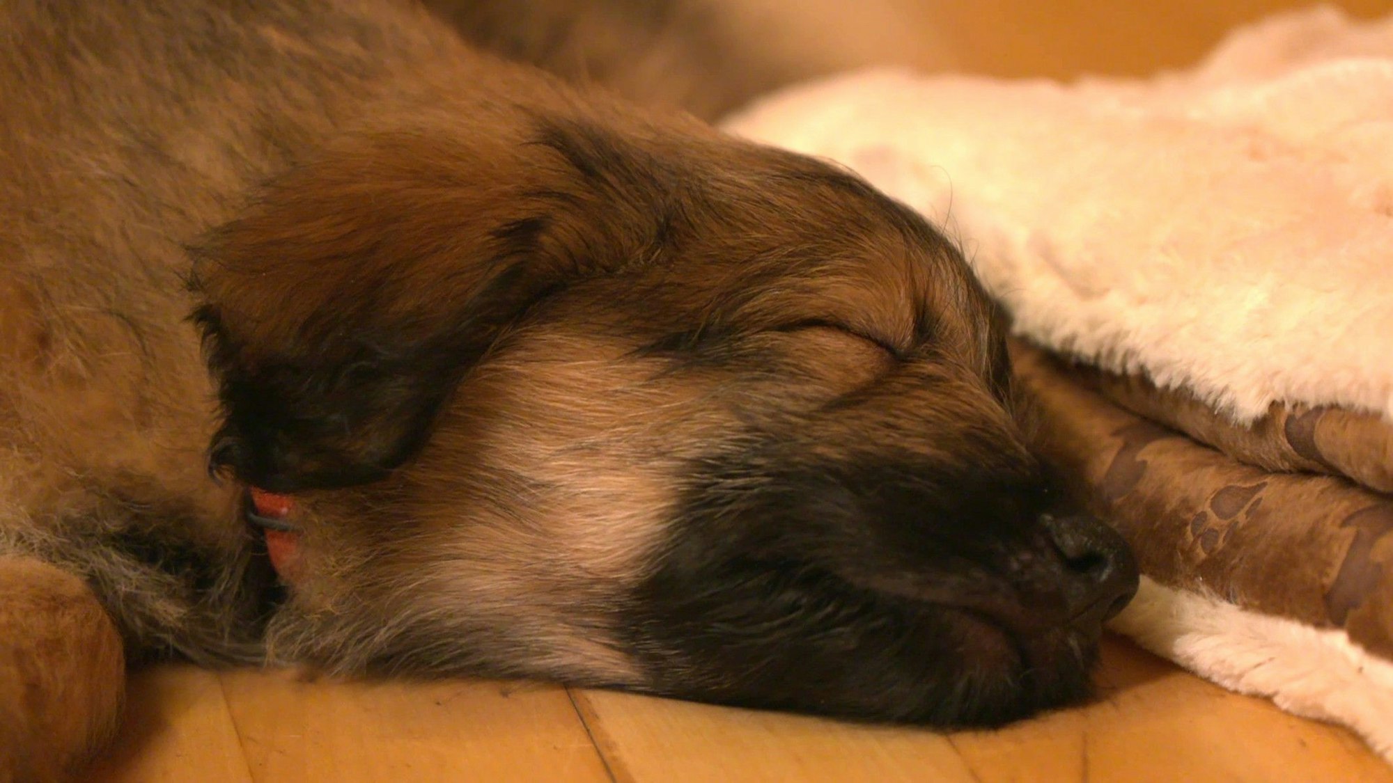 Welpe Elli schläft
Die Verwendung des sendungsbezogenen Materials ist nur mit dem Hinweis und Verlinkung auf RTL+ gestattet.