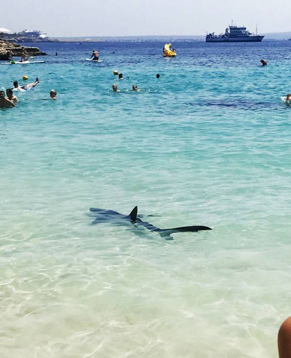 Das Foto aus dem Jahr 2017 zeigt einen Hai, der vor Palma de Mallorca im Meer schwimmt. Um ihn herum befinden sich Menschen im Wasser, im Hintergrund fahren Schiffe.