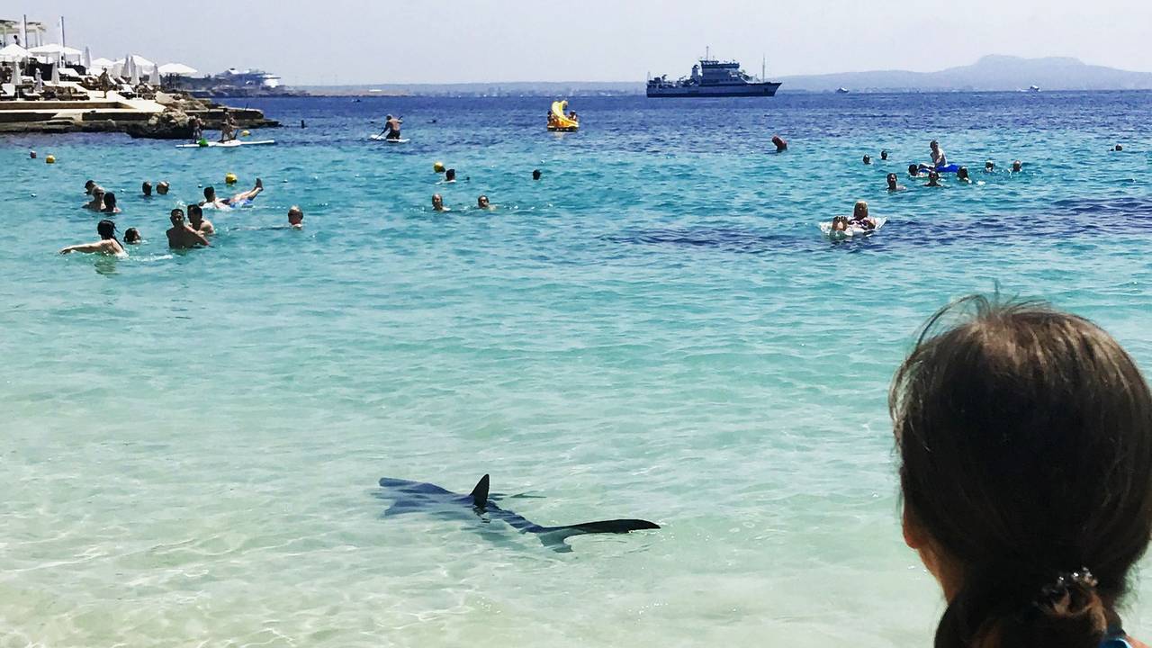 Das Foto aus dem Jahr 2017 zeigt einen Hai, der vor Palma de Mallorca im Meer schwimmt. Um ihn herum befinden sich Menschen im Wasser, im Hintergrund fahren Schiffe.