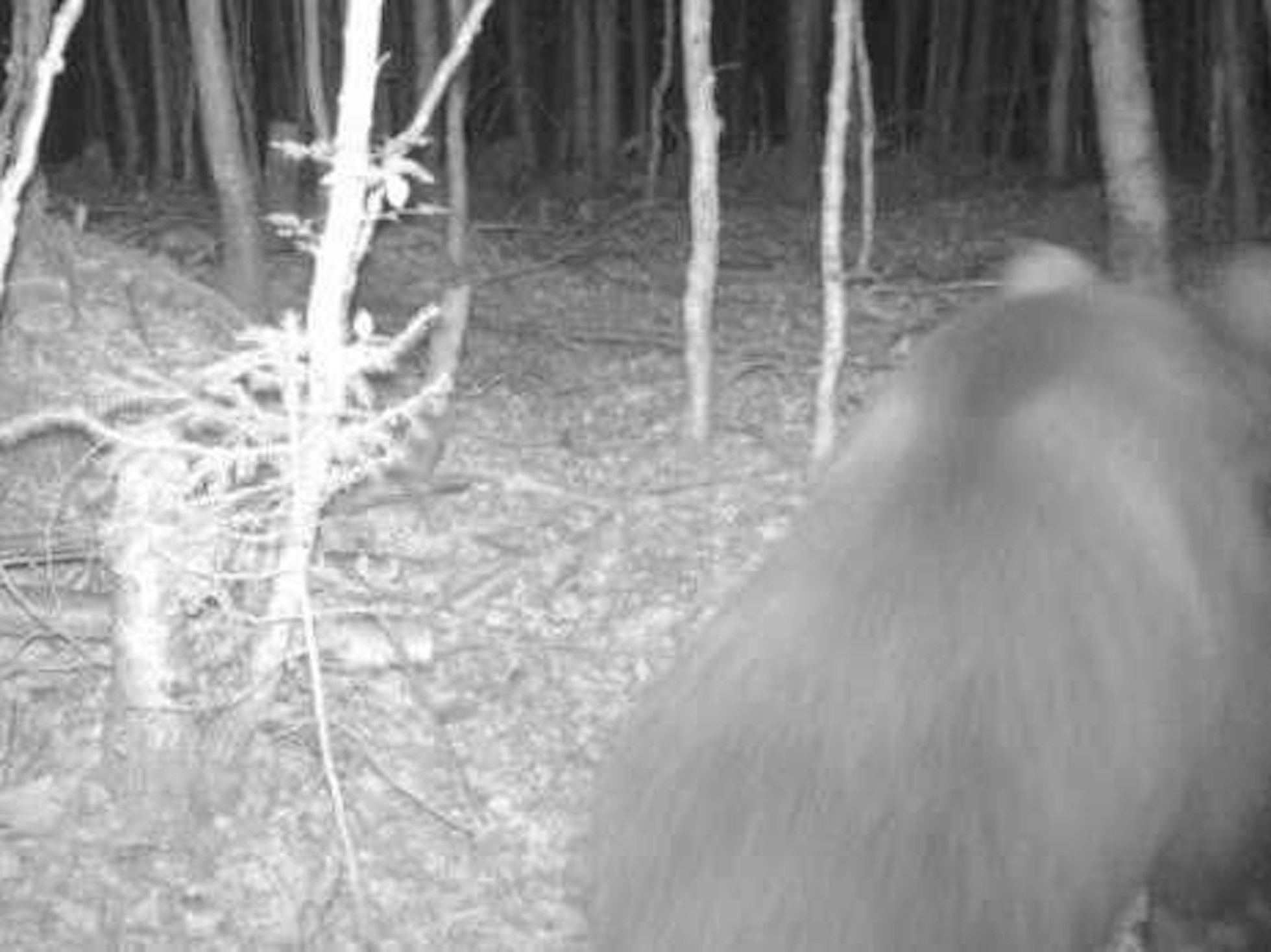 Ein Braunbär ist im Landkreis Bad Tölz-Wolfratshausen in eine Fotofalle getappt.