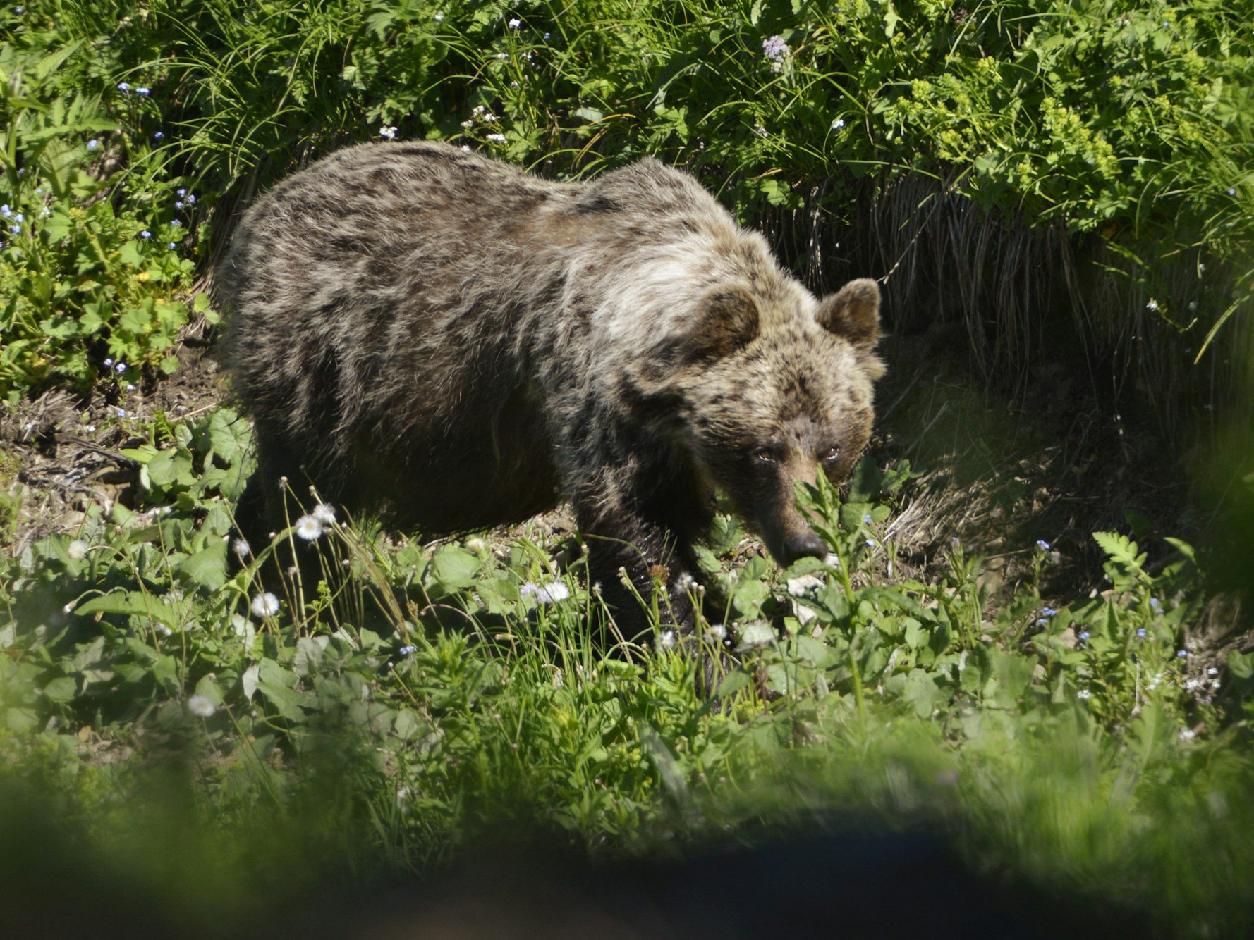 Ein Braunbär ist im Tal Zadné Me·odoly in Tatranská Javorina unterwegs.