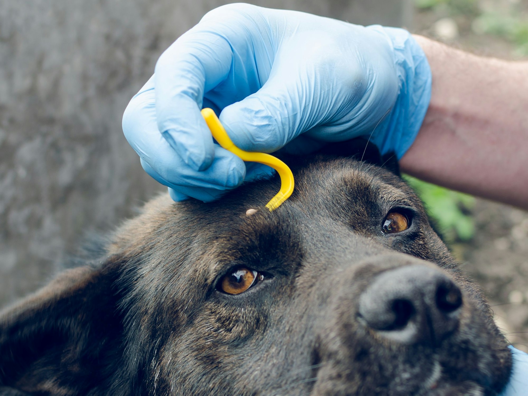 Eine Zecke, die sich über dem Auge eines Hundes festgesetzt hat, wird vorsichtig mit einer speziellen Zeckenzange entfernt.