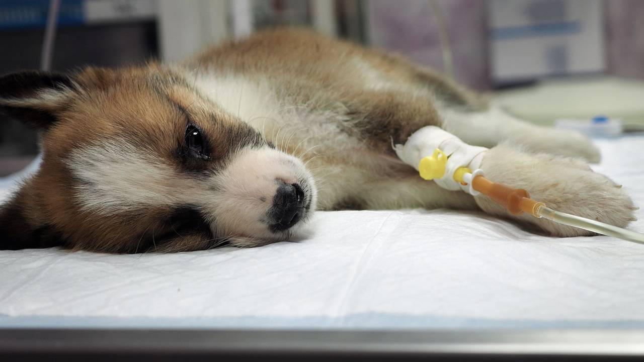 Ein Welpe bekommt beim Tierarzt eine Infusion durch einen Zugang im Vorderbein.