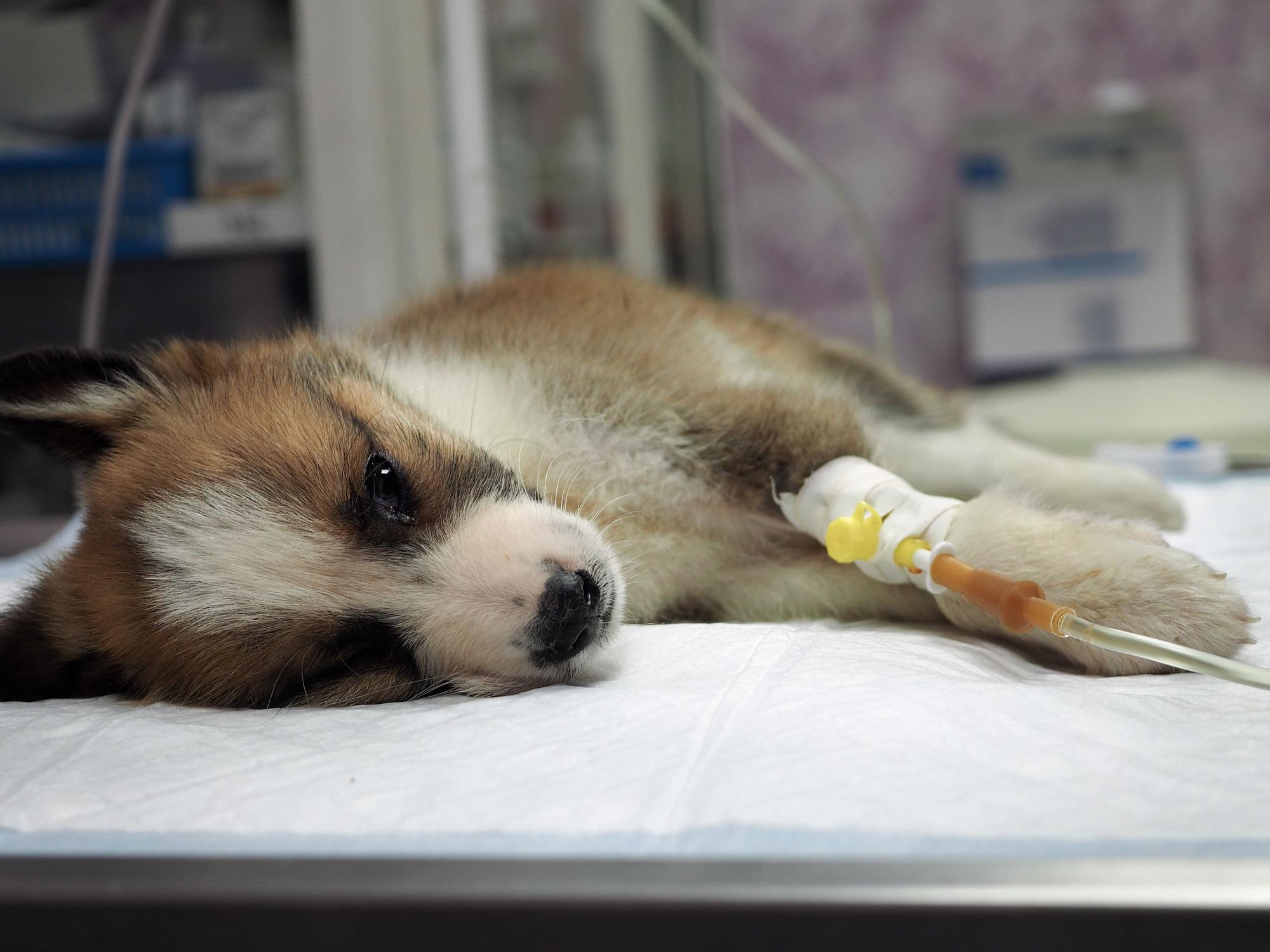 Ein Welpe bekommt beim Tierarzt eine Infusion durch einen Zugang im Vorderbein.